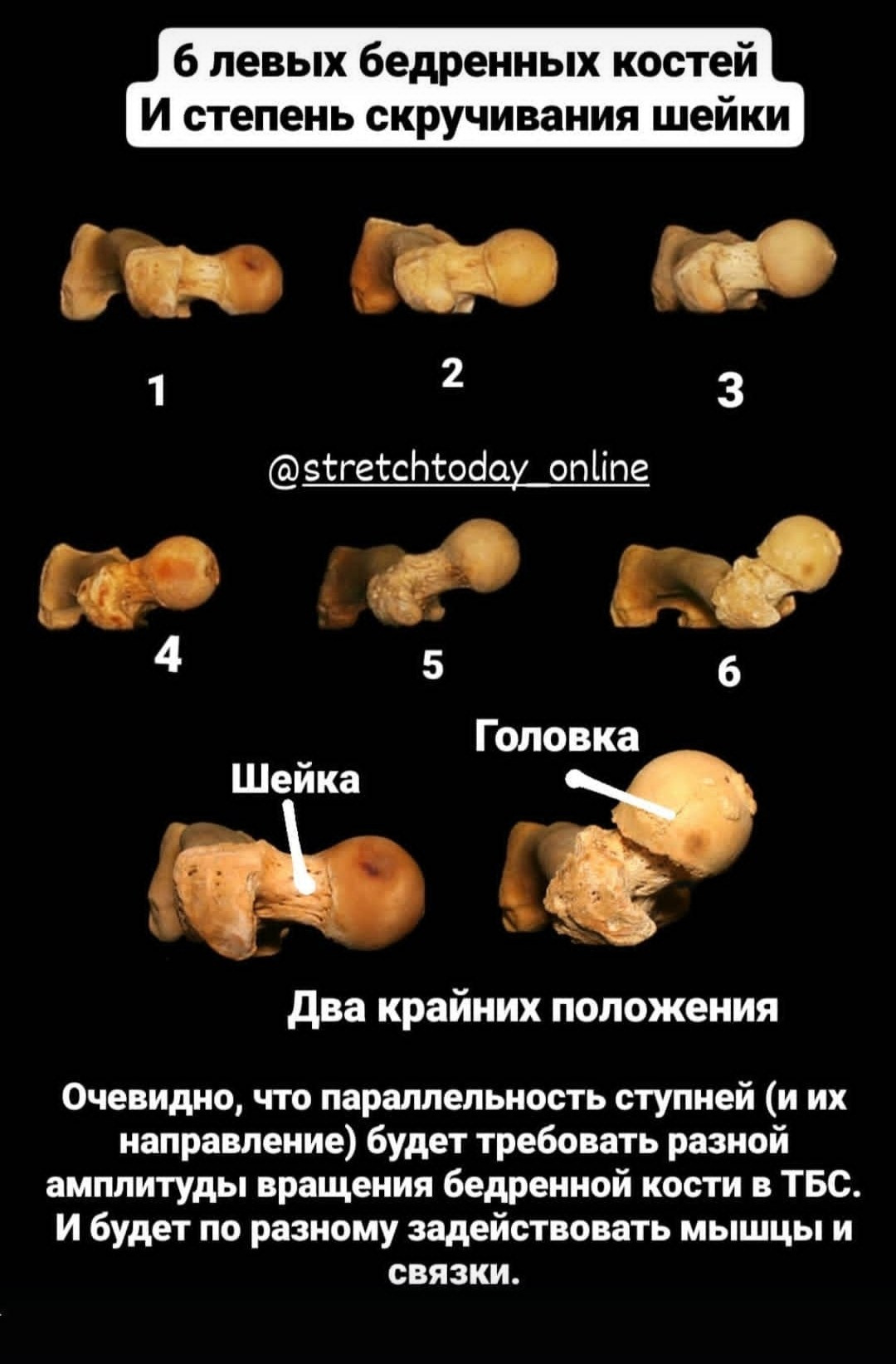 Анатомия растяжки. Уроки стретчинга для взрослых