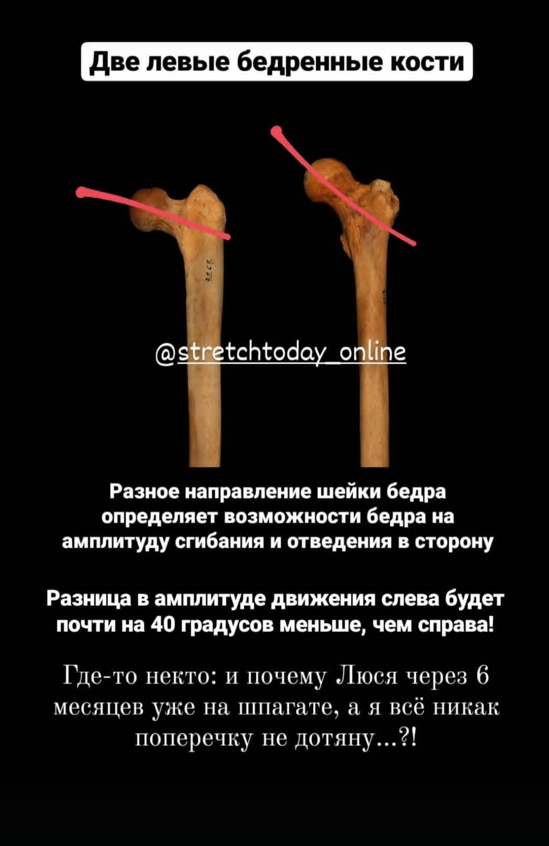 Анатомия растяжки. Уроки стретчинга для взрослых