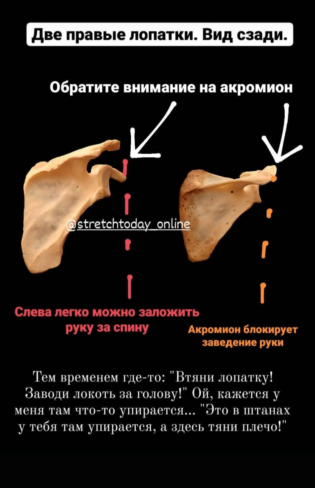 Анатомия растяжки. Уроки стретчинга для взрослых
