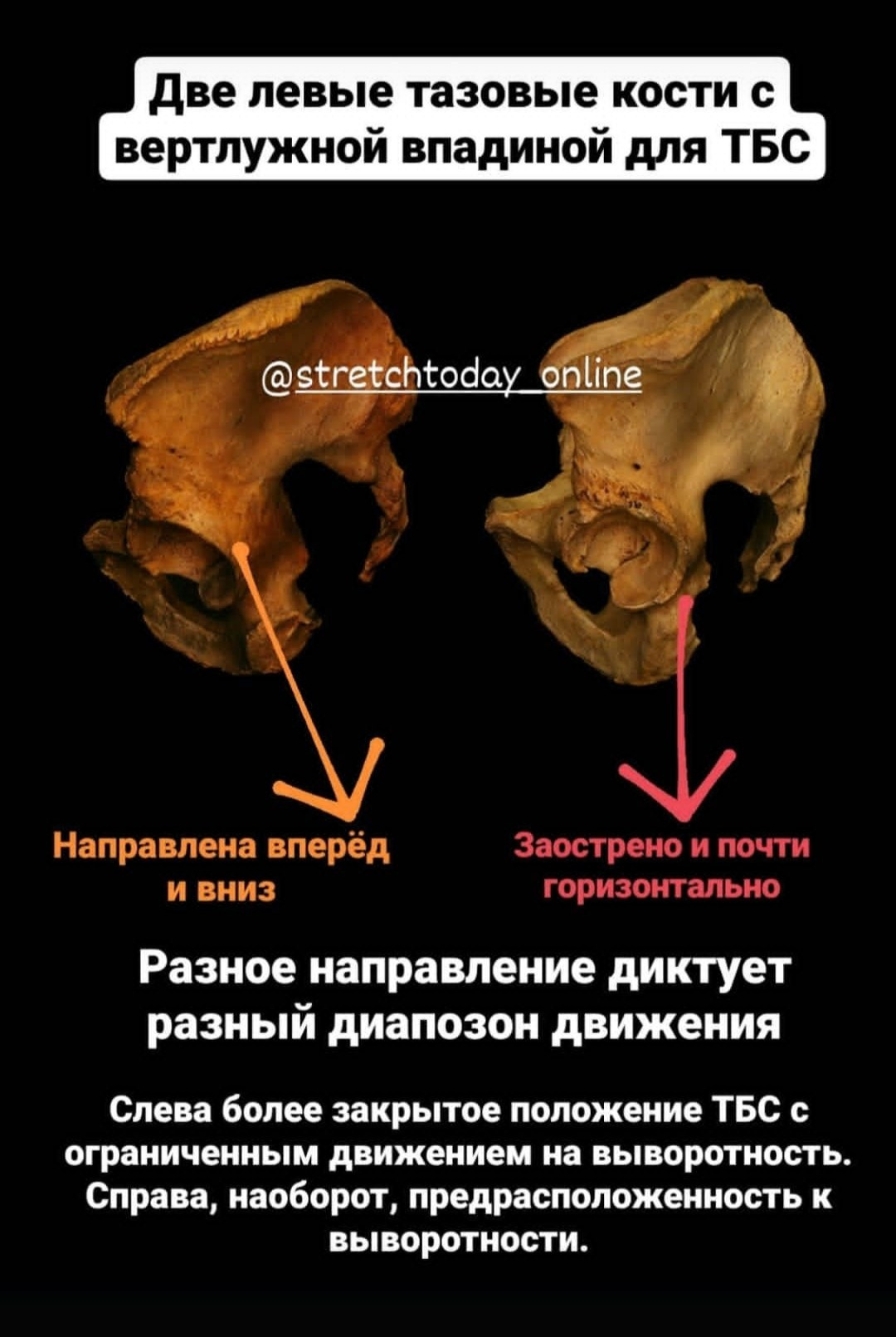 Анатомия растяжки. Уроки стретчинга для взрослых