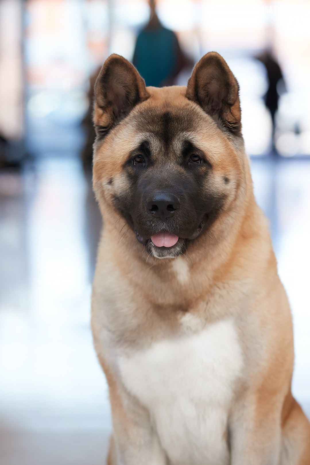 Коба первый раз в ринге. AMERICAN AKITA RUBYLIGHT KENNEL I SHIBA-INU