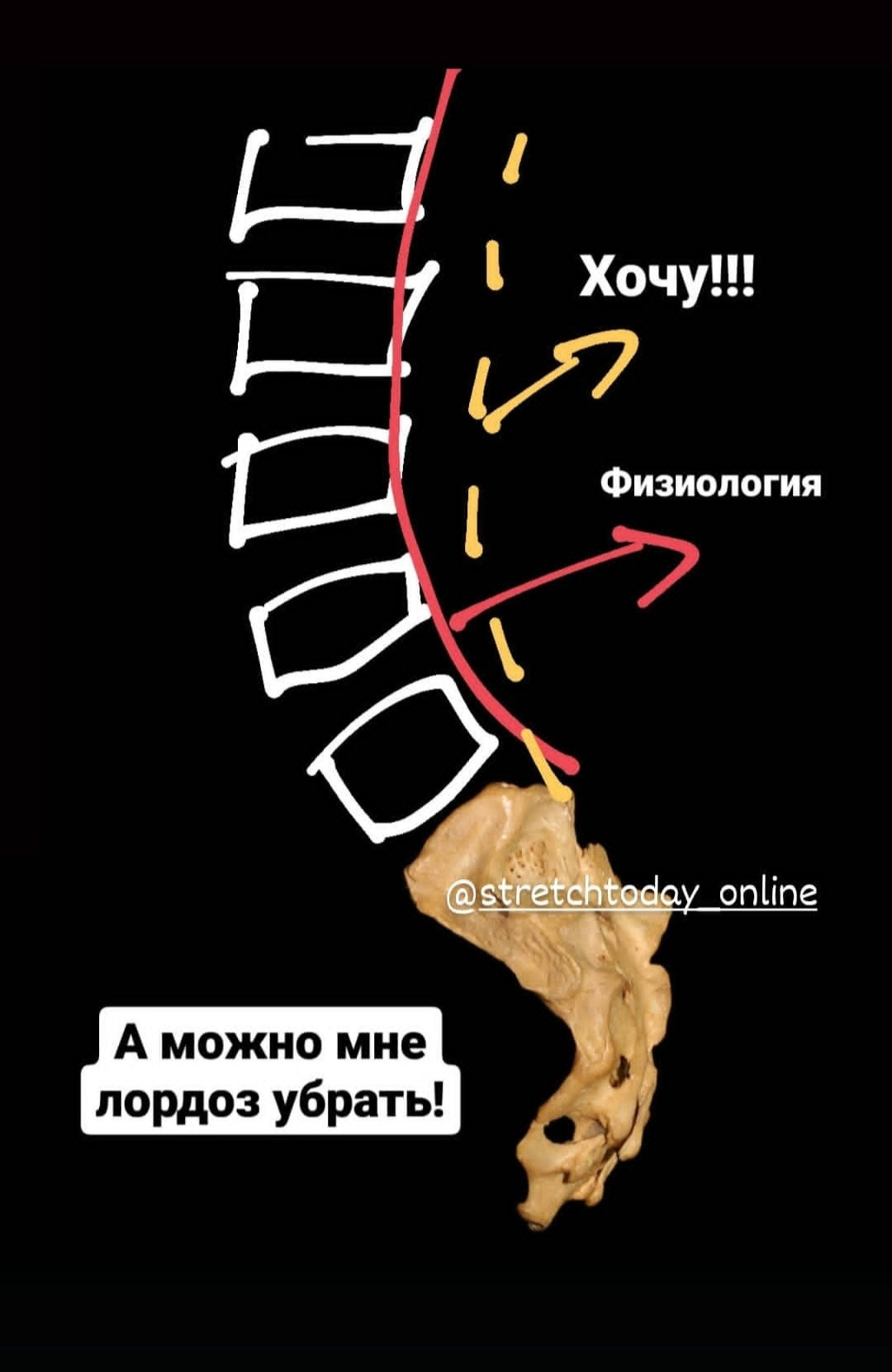 Анатомия растяжки. Уроки стретчинга для взрослых