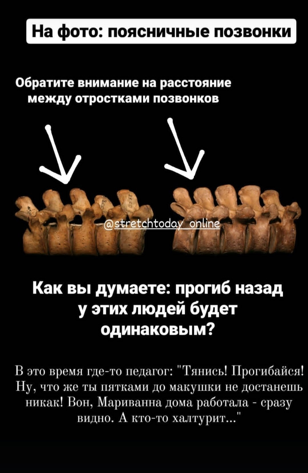 Анатомия растяжки. Уроки стретчинга для взрослых