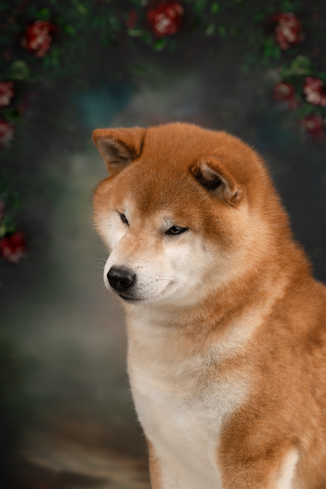 КОБЕЛИ. SHIOMARU Питомник сиба и акита-ину