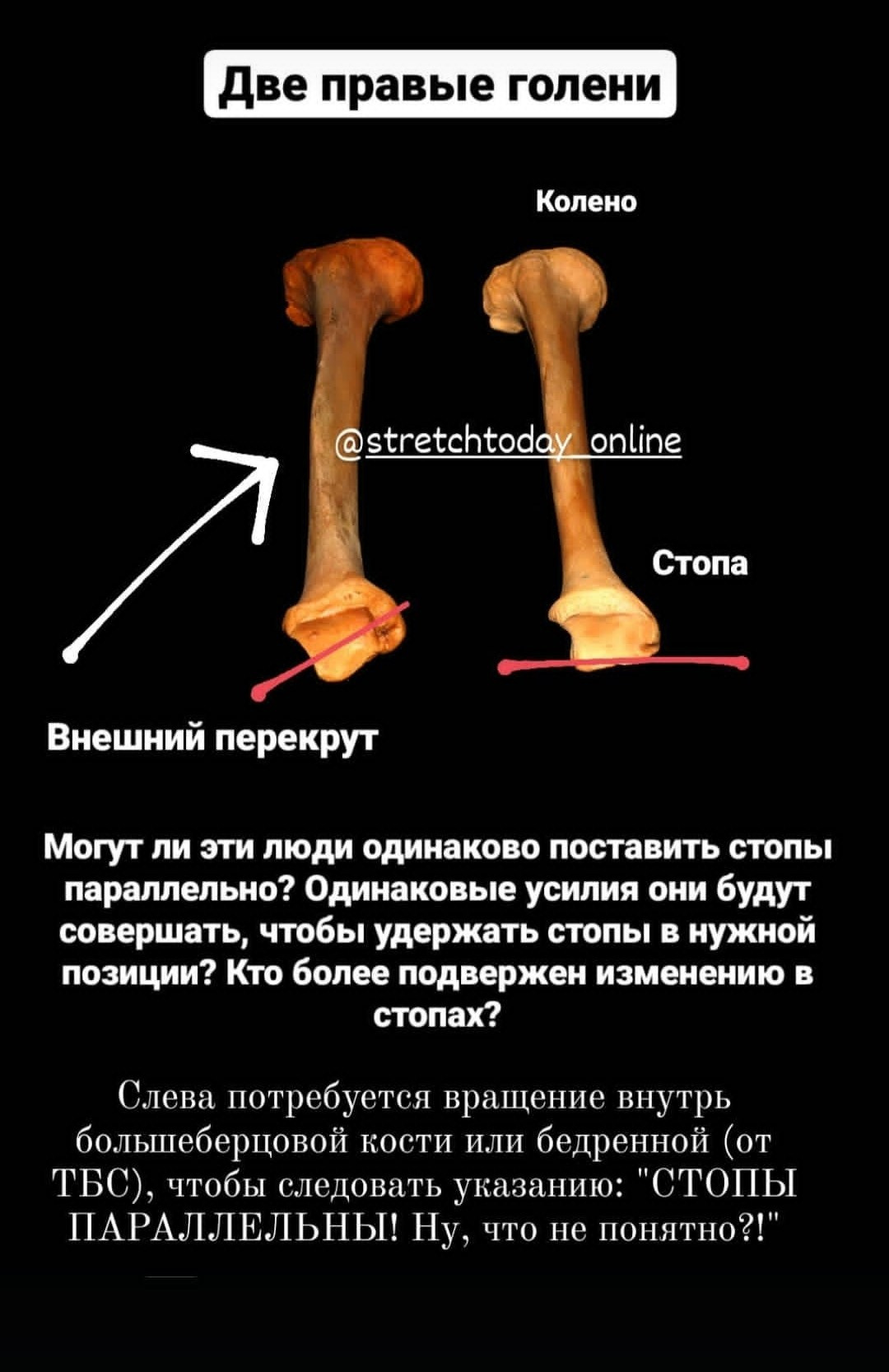 Анатомия растяжки. Уроки стретчинга для взрослых