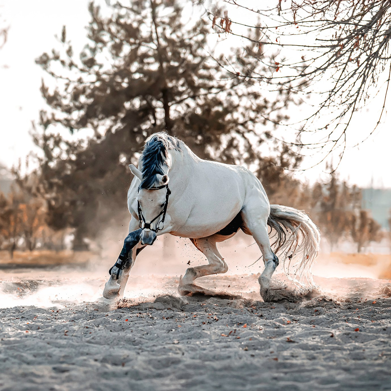 Картины о красоте, культурных ценностях и традициях Казахстана