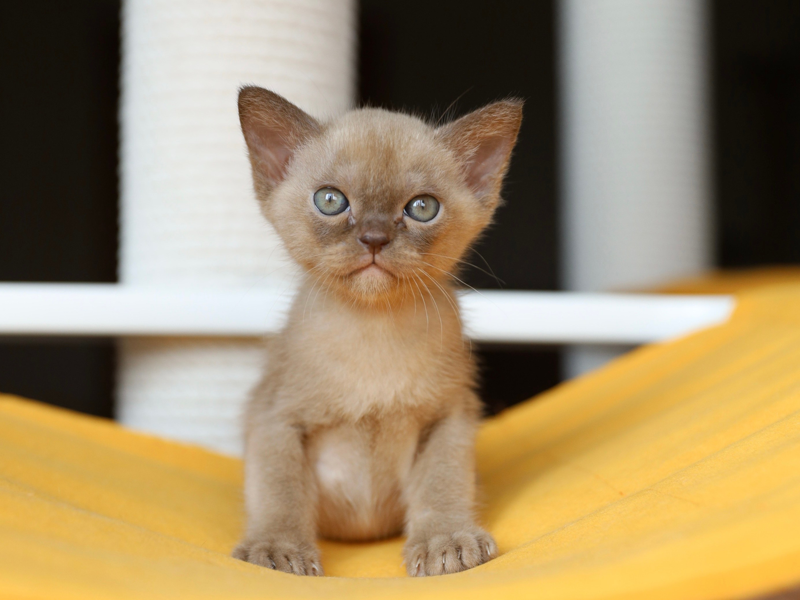 Котята. Питомник «Bouncy Life»