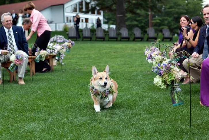 Свадебная церемония: что необходимо учесть?. Свадебный фотограф Евгения Фролова г. Каменск-Шахтинский, Донецк, Ростов