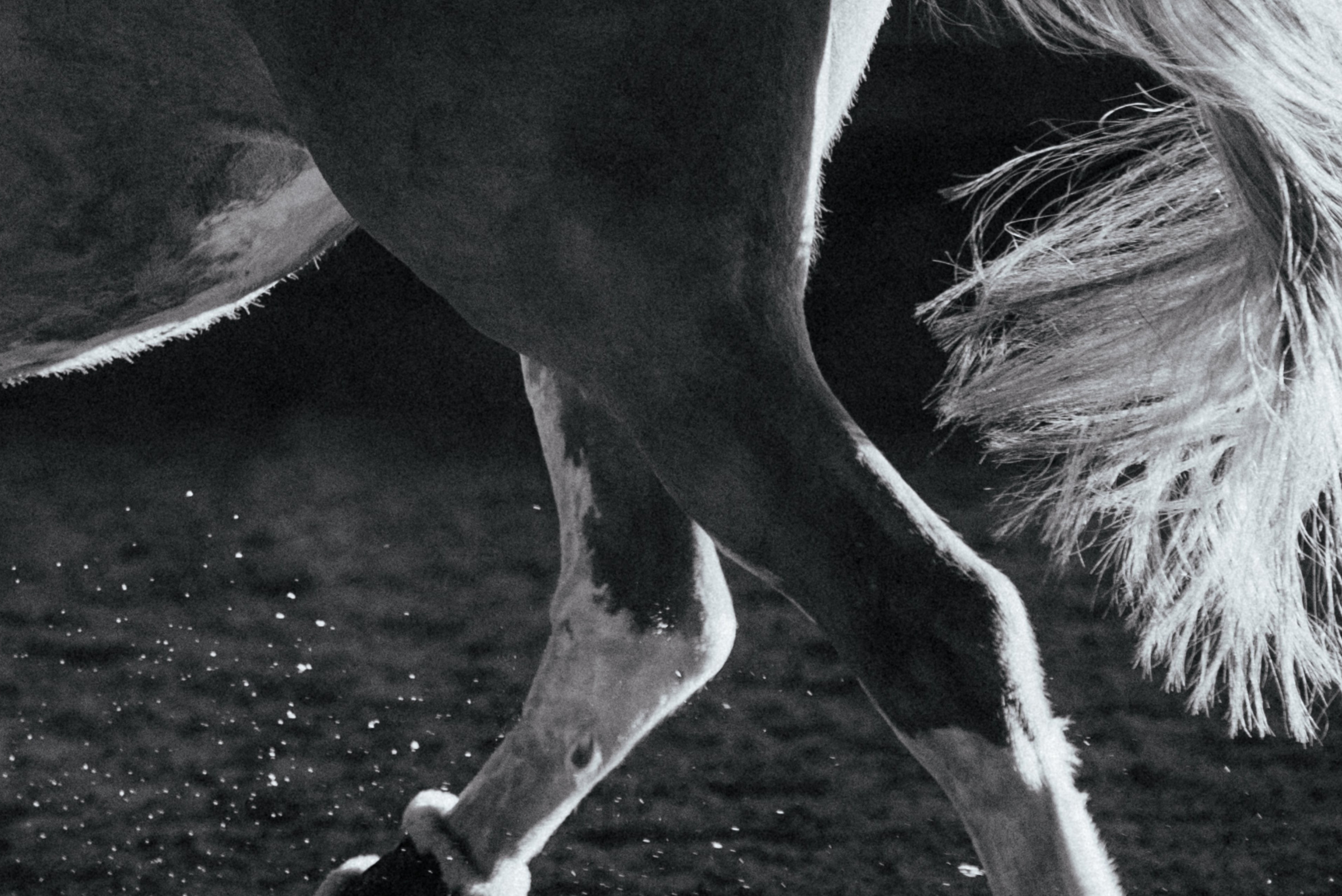 MariaGohri — Конный фотограф, анималист, Рязань