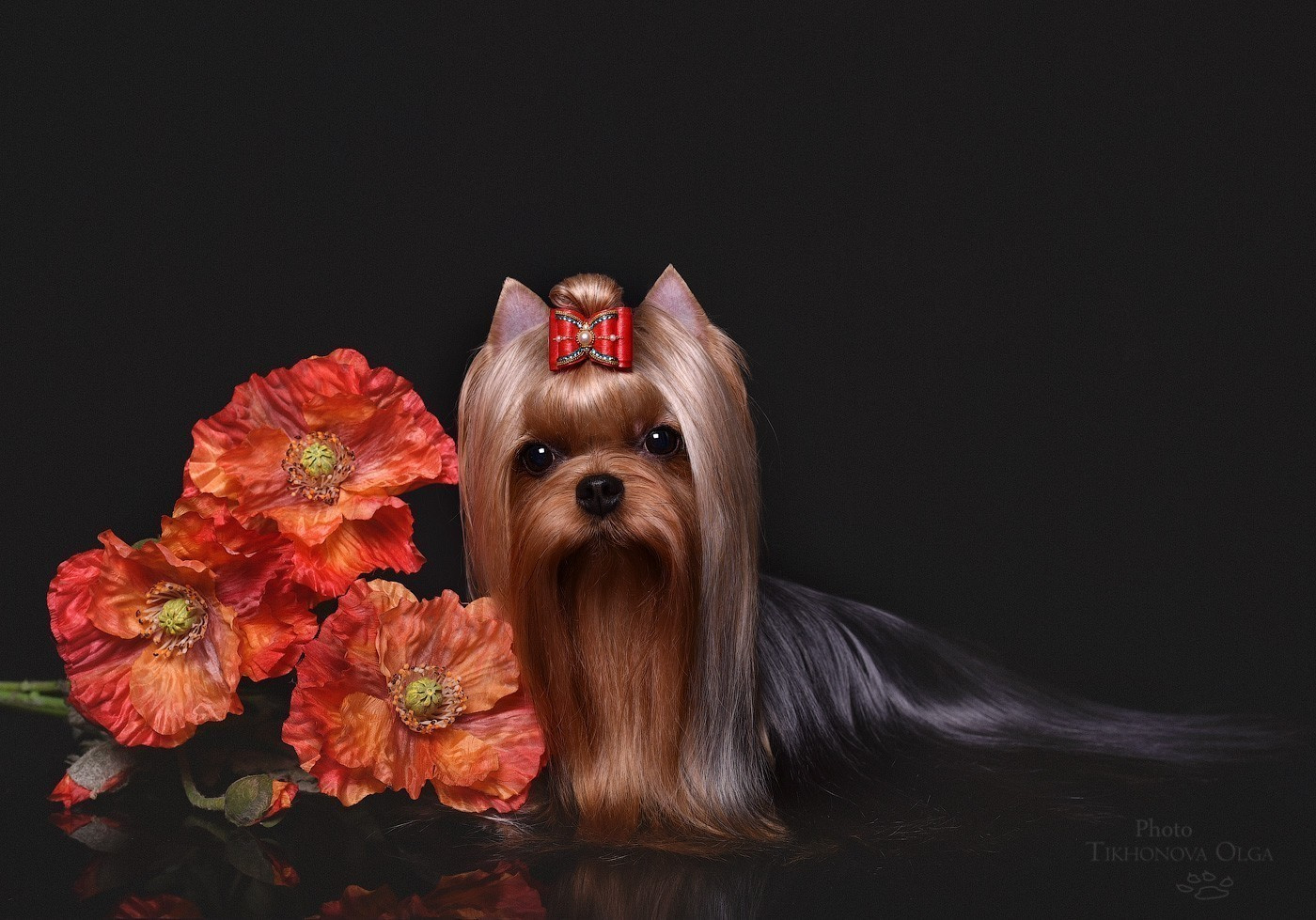 Дэнстайл Санта Лучия. Питомник Йоркширских терьеров Дэнстайл в Санкт-Петербурге заводчик Тих