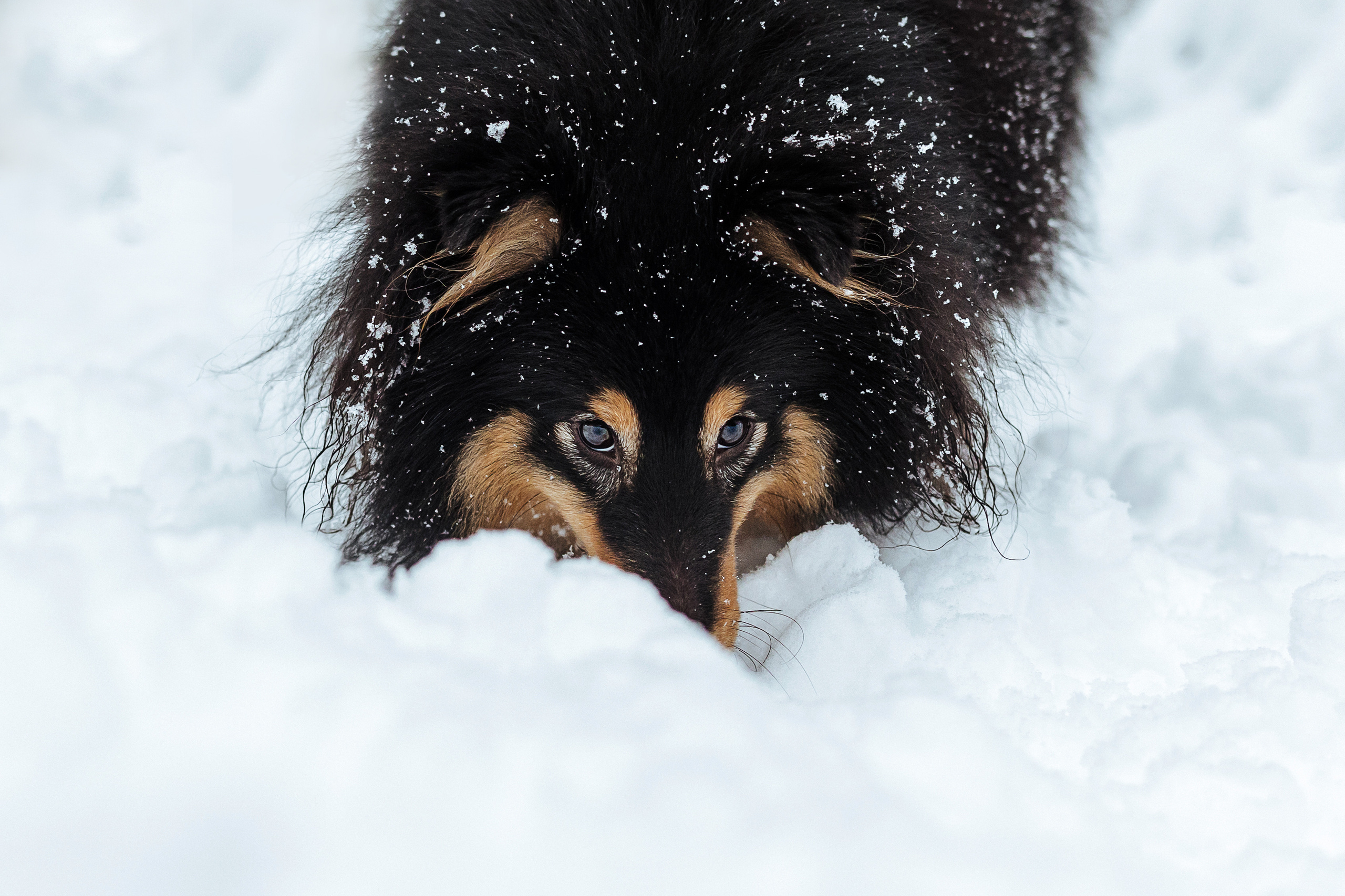 Сколько стоит быть фотографом-анималистом?