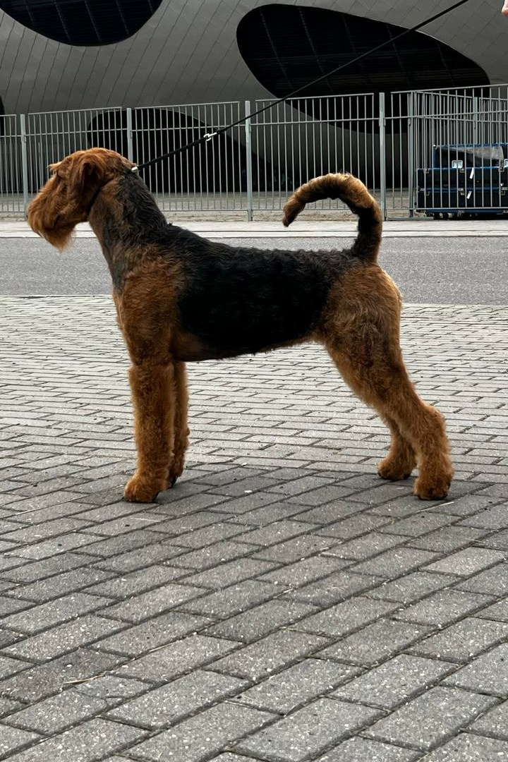 WAISER TAU kennel