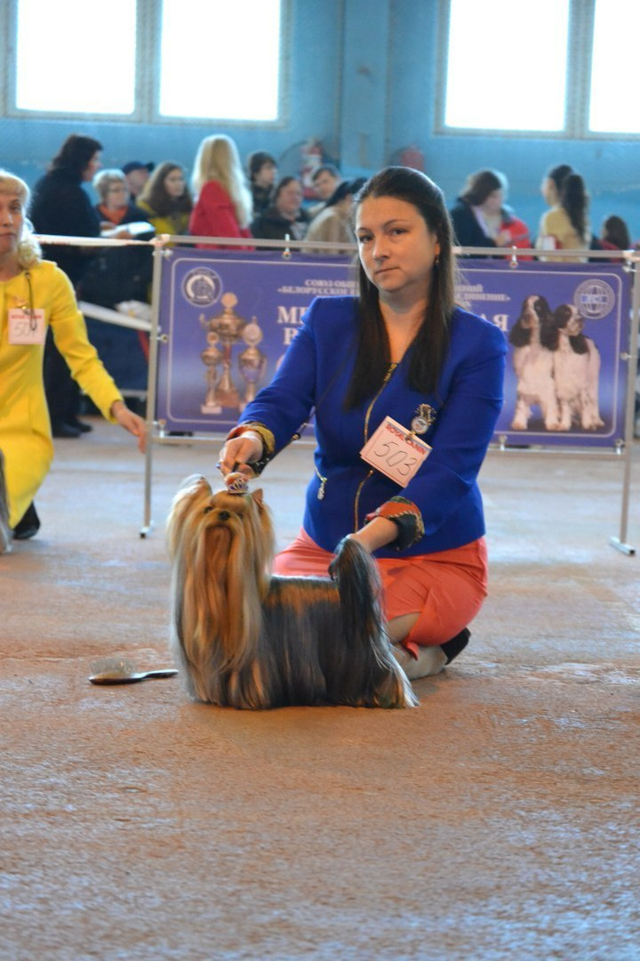 2015 г Результаты выставок. Питомник Йоркширских терьеров Дэнстайл в Санкт-Петербурге заводчик Тих