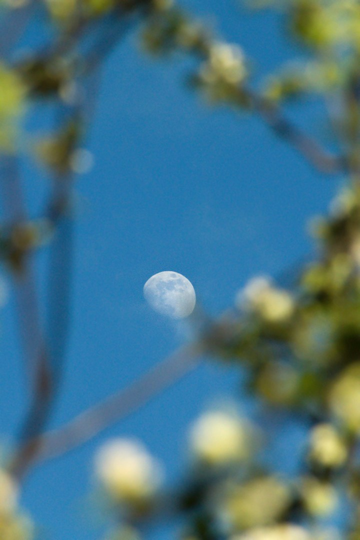 Весна (2025). Руслан Шувалов (поэтограф)