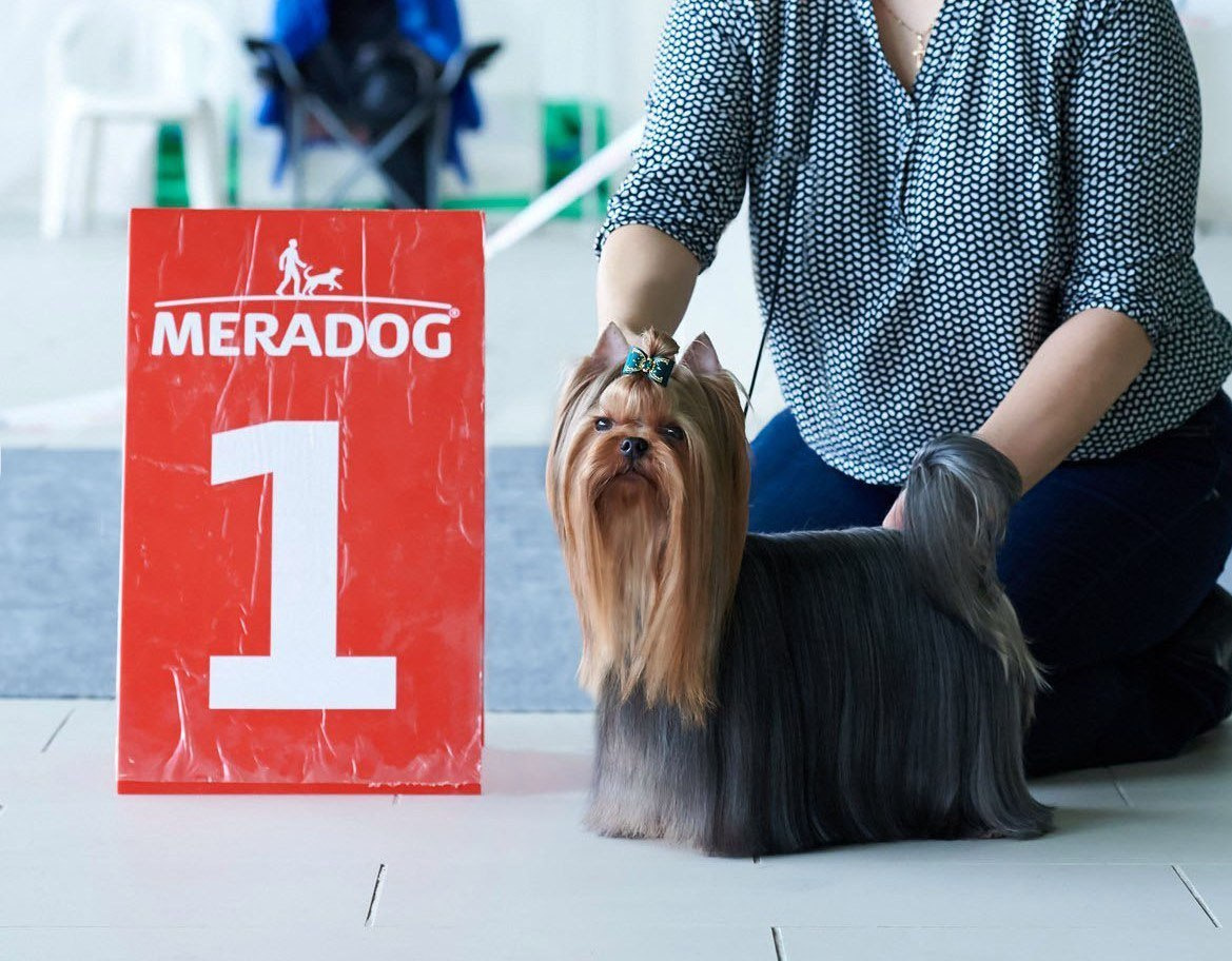 Дэнстайл Хуч. Питомник Йоркширских терьеров Дэнстайл в Санкт-Петербурге заводчик Тих