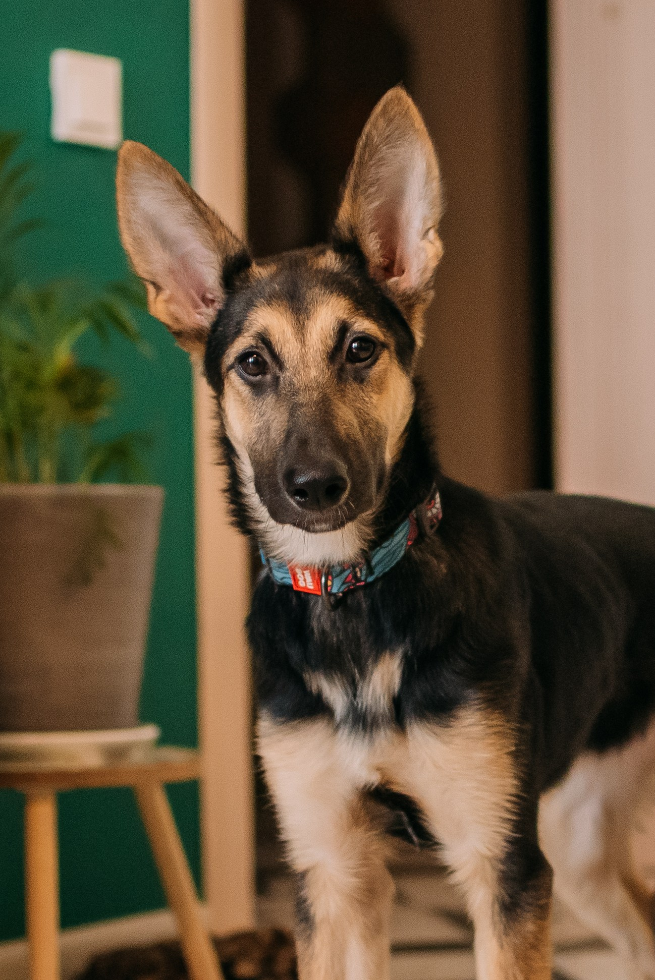 Животные на пристройство. Фотограф-анималист Валерия, Москва, Мытищи
