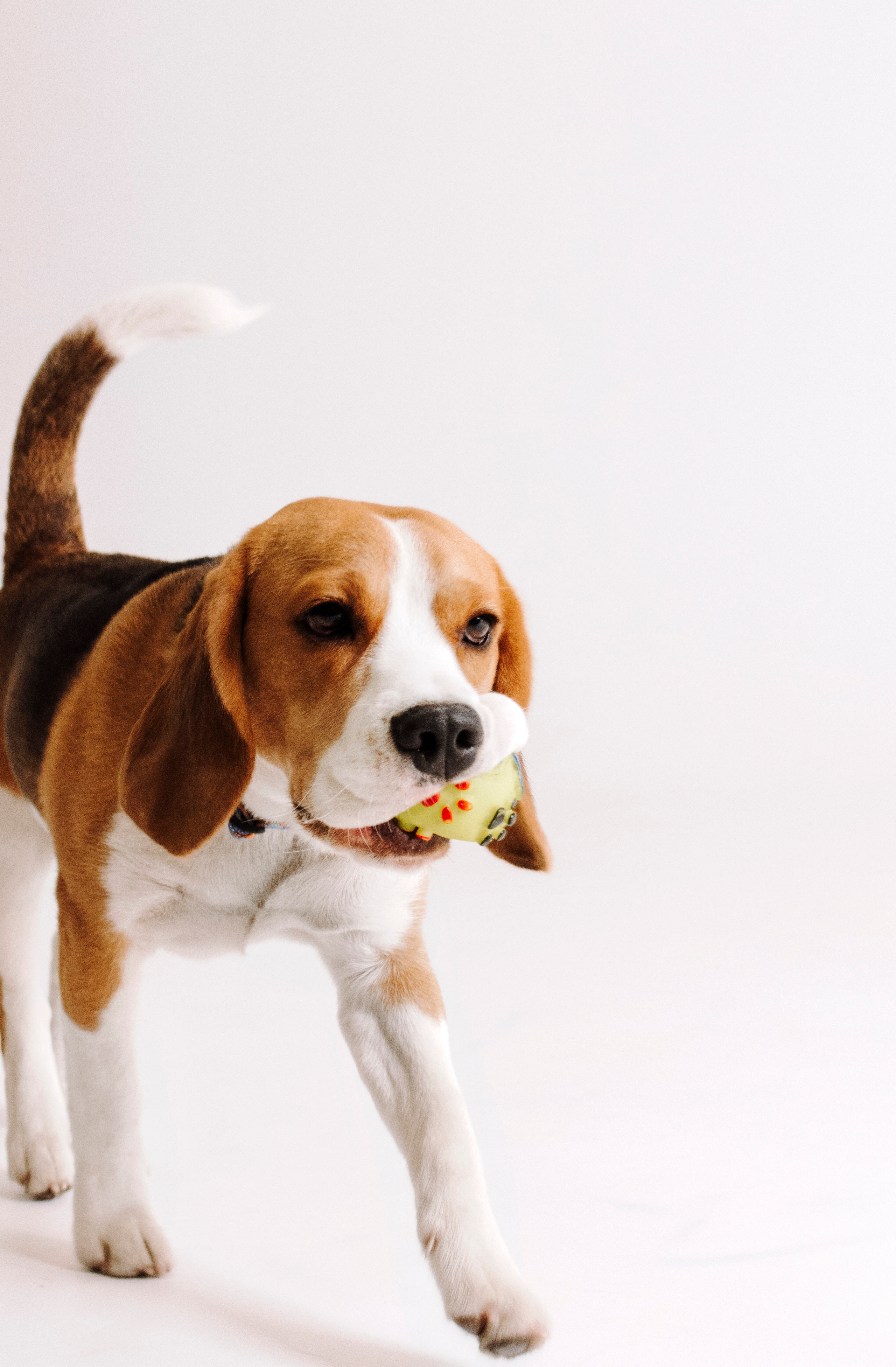 Услуги. Фотограф-анималист в городе Санкт-Петербург — Сергеева Лилия