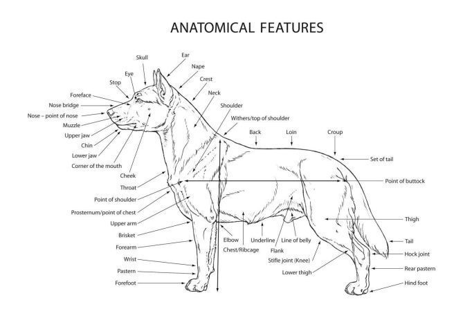 Standart. AMERICAN AKITA RUBYLIGHT KENNEL I SHIBA-INU