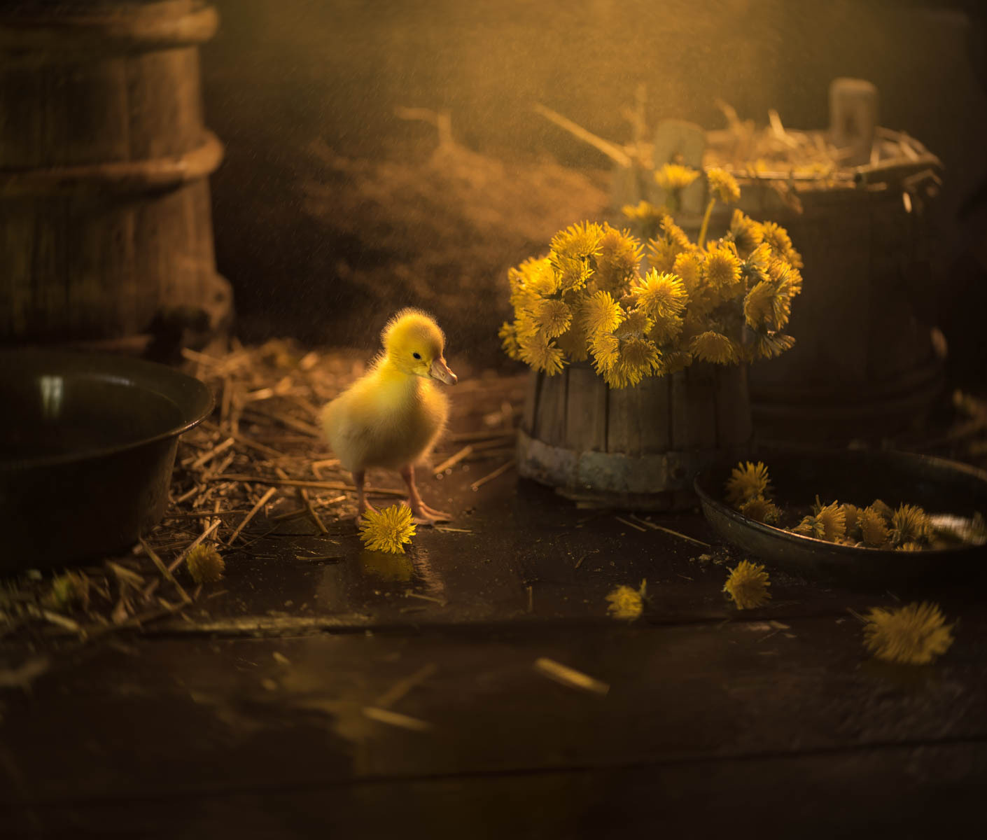 Одуванчики, гусята и утята