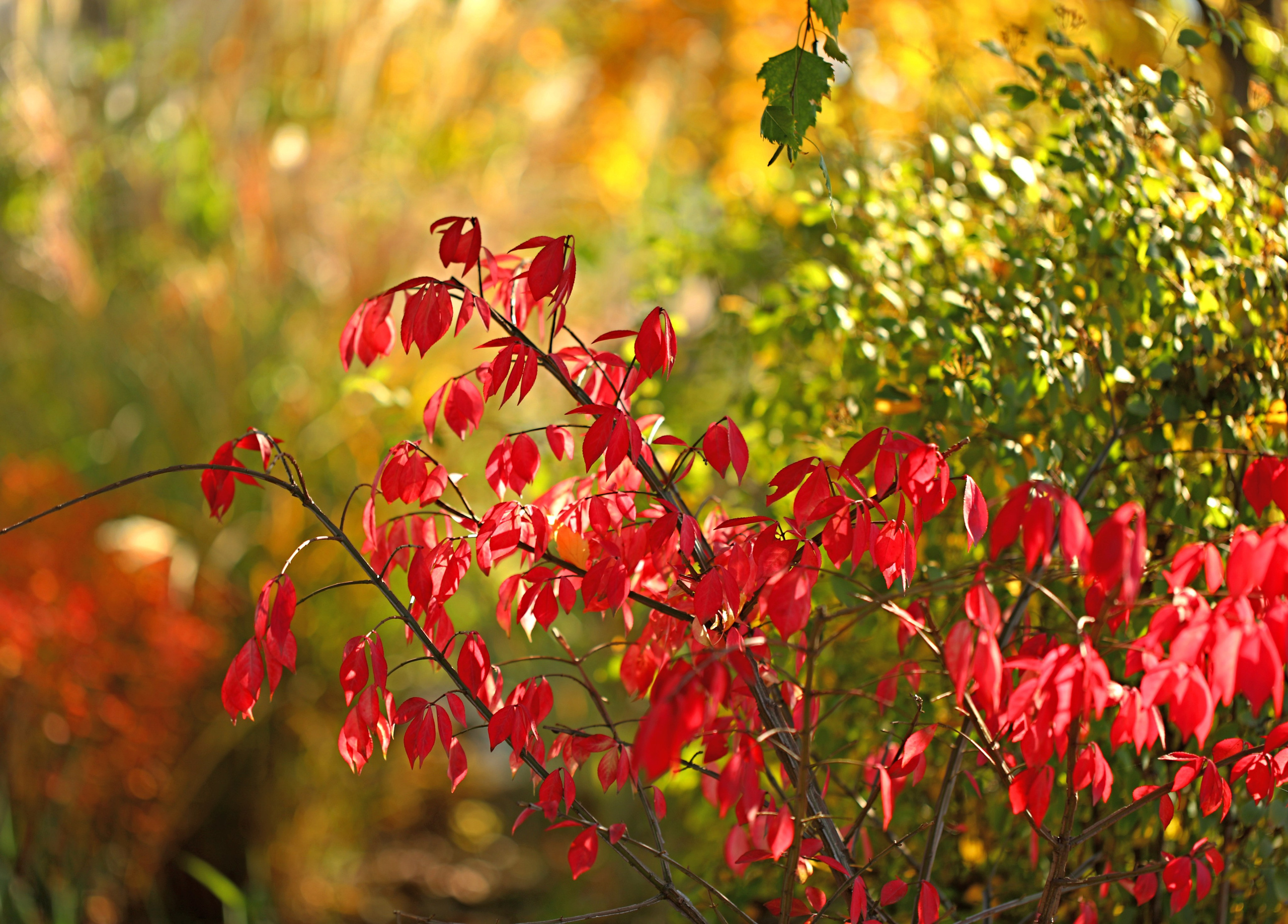 Контакты. Фото-художник и Репортажный фотограф Николаев Александр Алексеевич