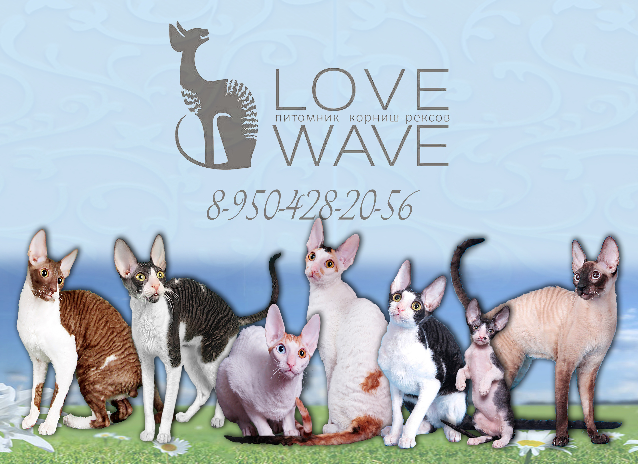 Услуги. Конный фотограф в Красноярске — Любовь Похабова