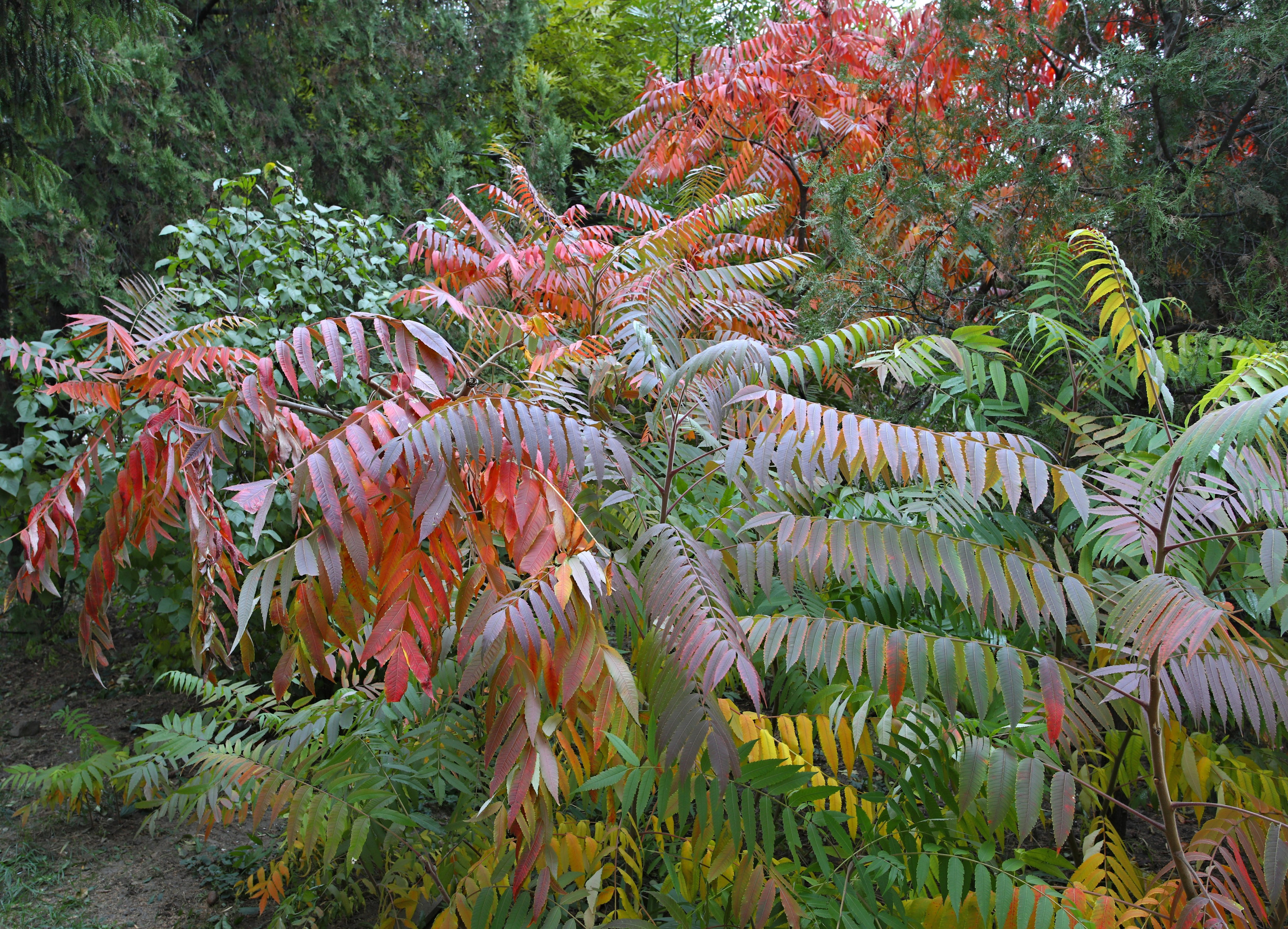 Контакты. Фото-художник и Репортажный фотограф Николаев Александр Алексеевич