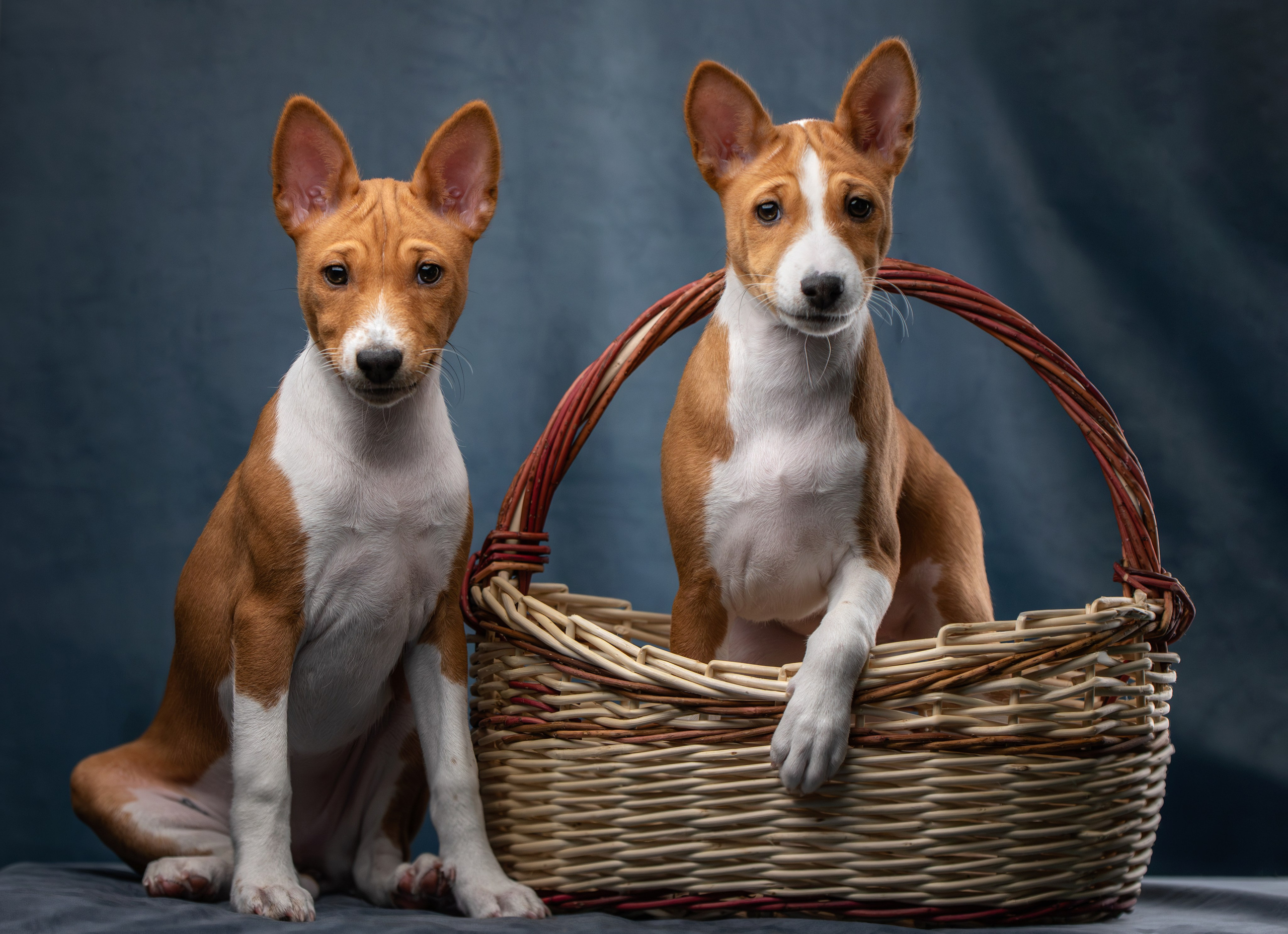 Стоимость фотосъемки собаки. Фотограф-анималист Юлия Зубкова