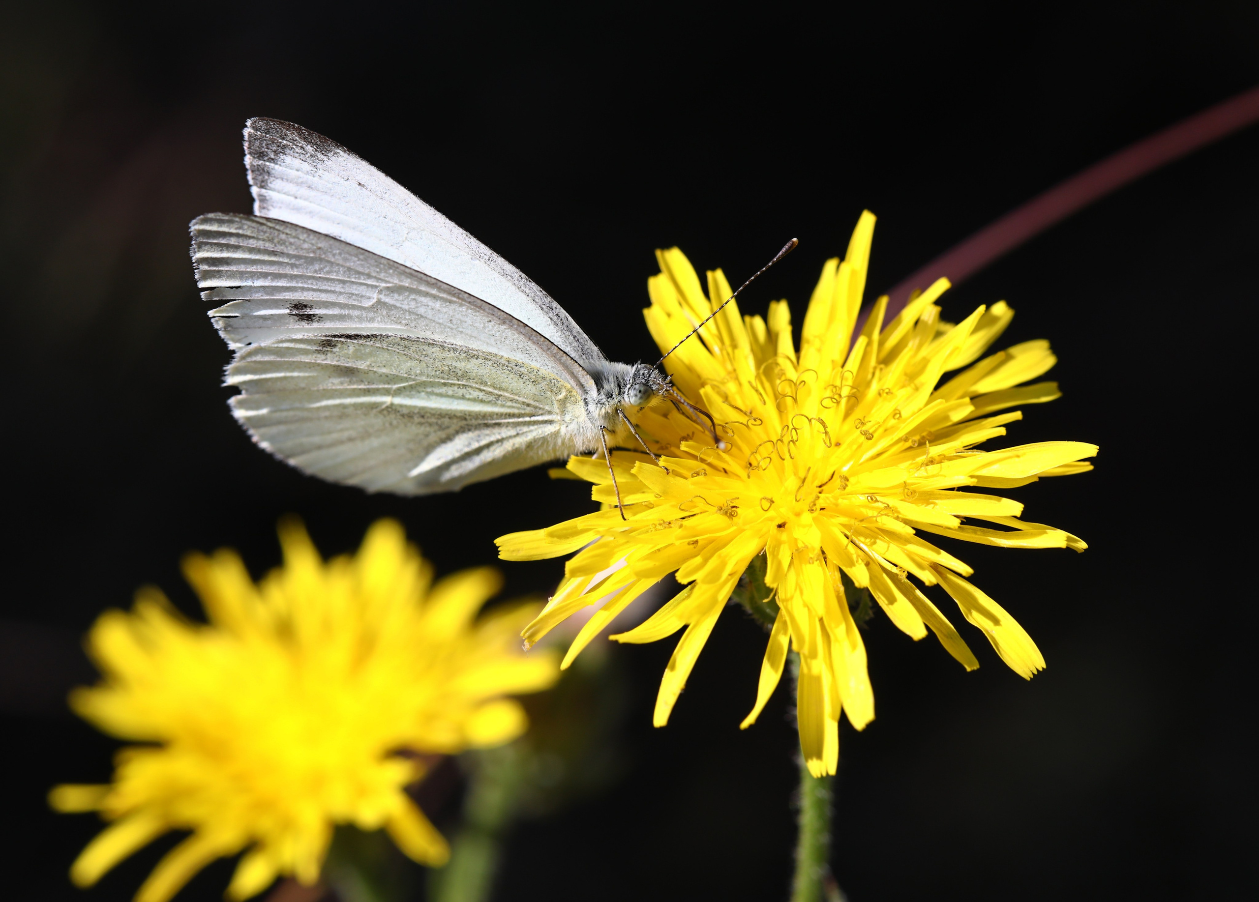 КУПИТЬ ФОТОГРАФИИ Мои проекты! Весенне-летняя акция! Все снимки по 10,00 рублей!. Фото-художник и Репортажный фотограф Николаев Александр Алексеевич