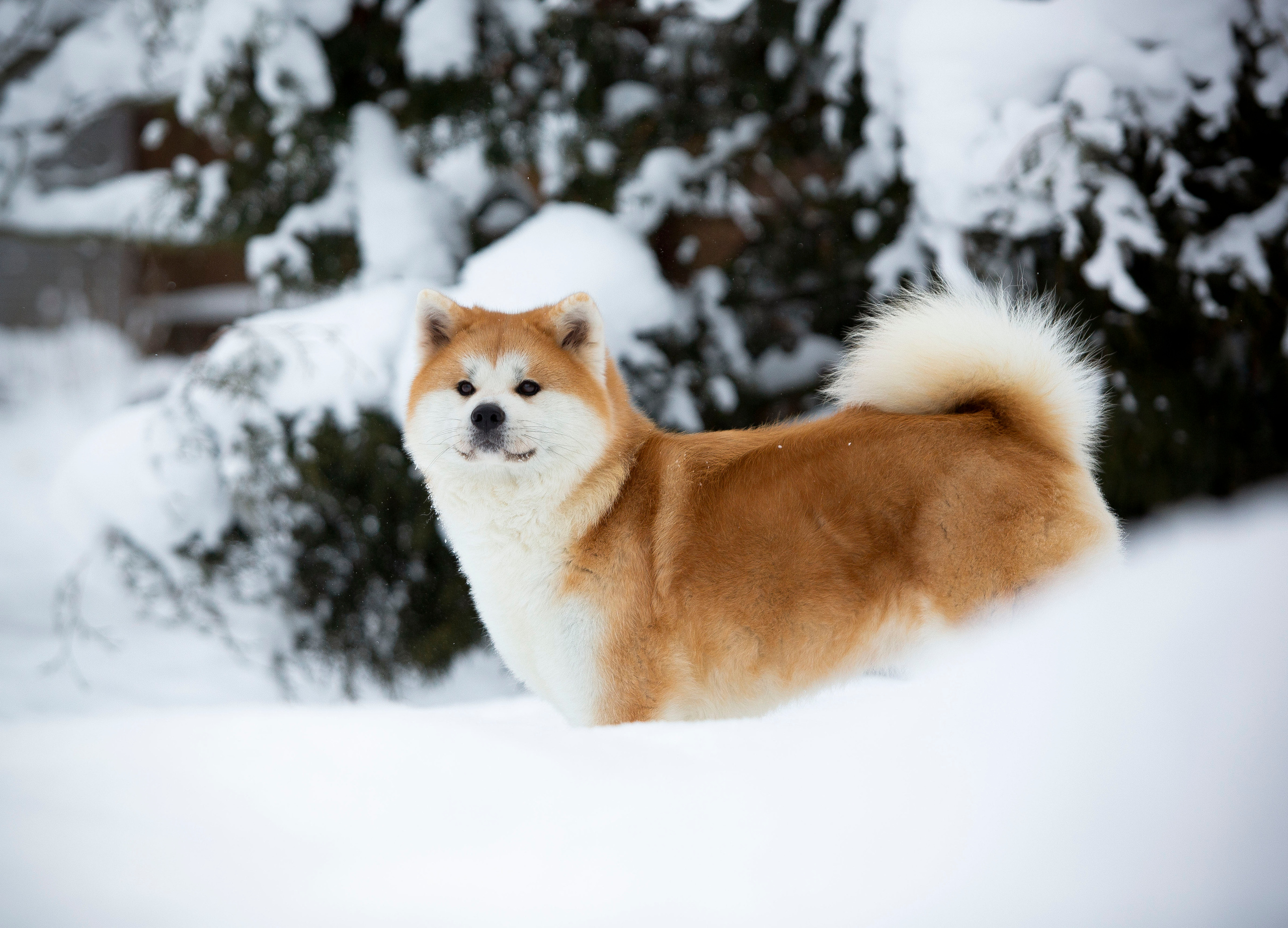 AKITA. SHIOMARU Shiba and Akita Inu Kennel