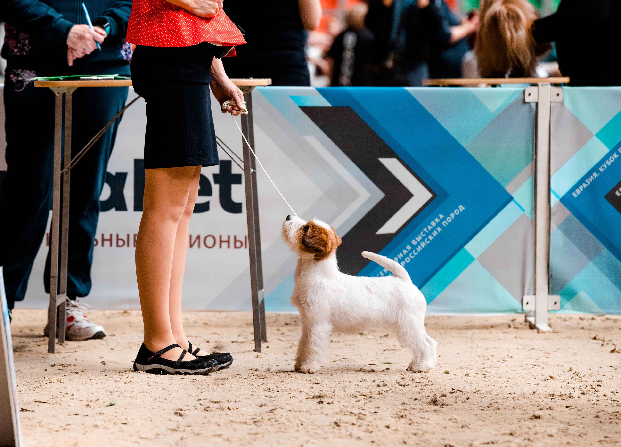 IDS «Eurasia. RKF President's Cup 2022». CANE MAESTRO — kennel Jack Russell Terrier