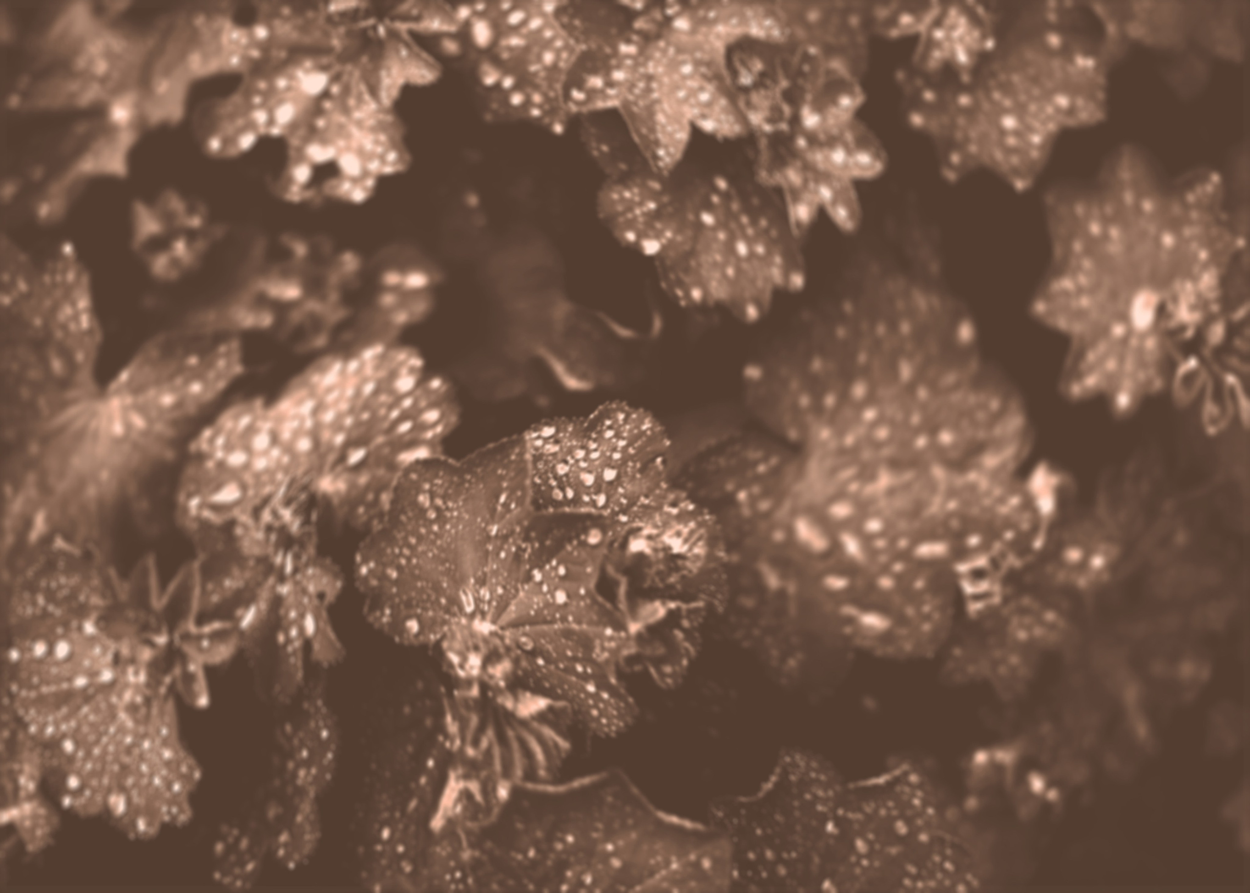 Галереи, выставки, арт-проекты. Visual artist, photographer Liana Darenskaya, Moscow