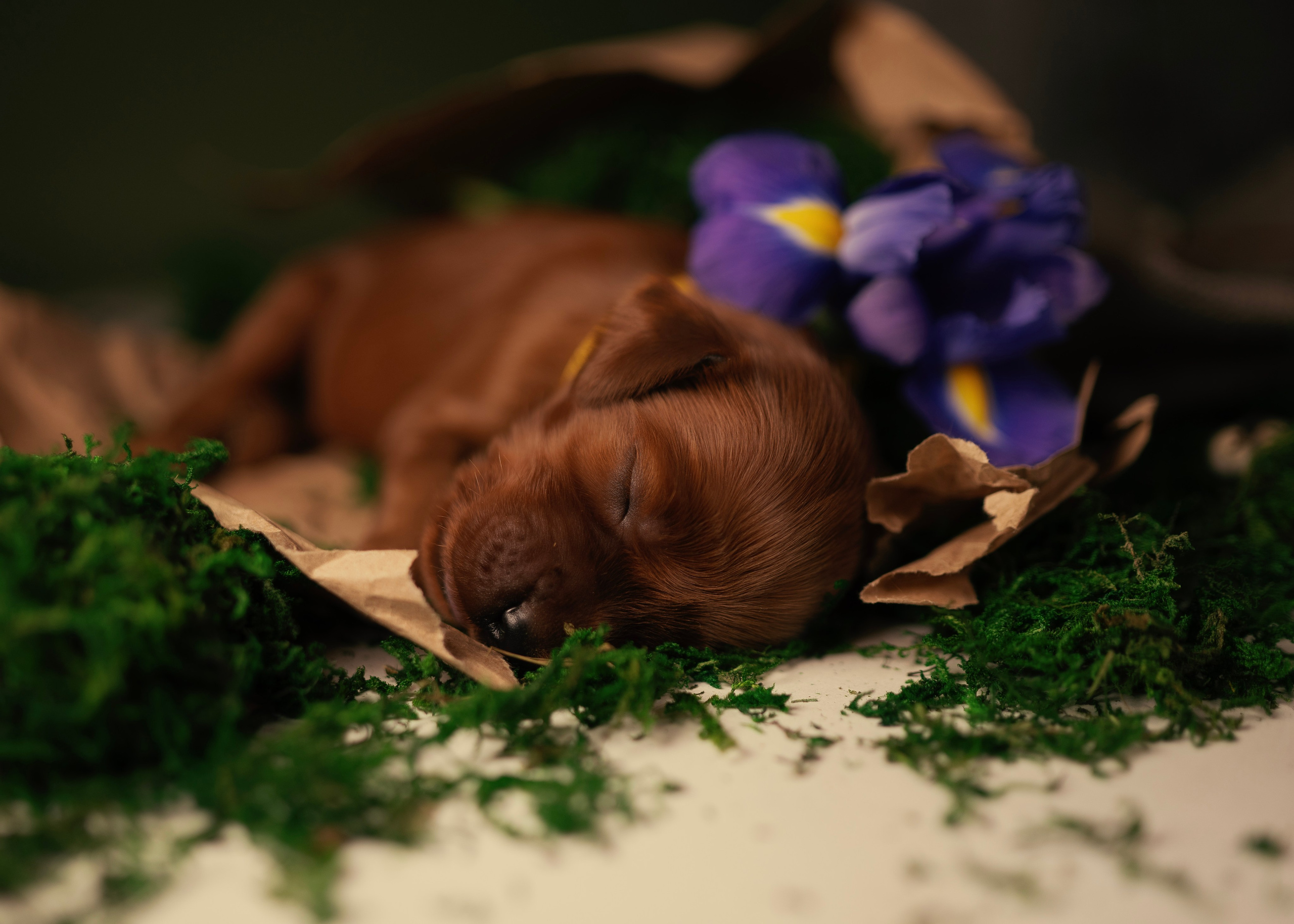 Заказать съемку. Фотограф- анималист Александра Матвеева