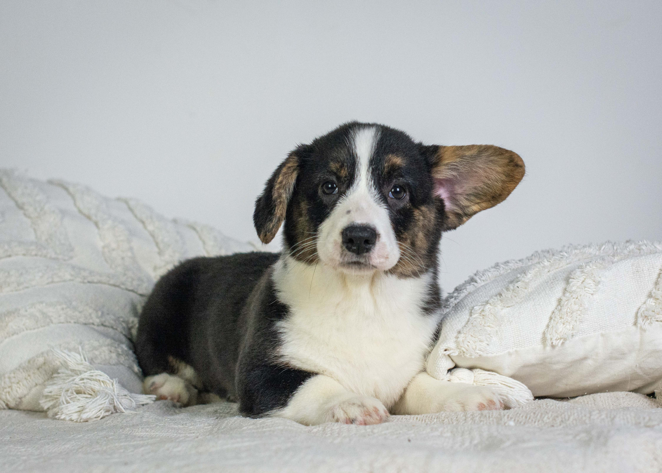 Щенки вельш корги кардиган «К»: Барри и Ника (Кострома). Ice Fantasy kennel: professional breeding of Siberian huskies and wels