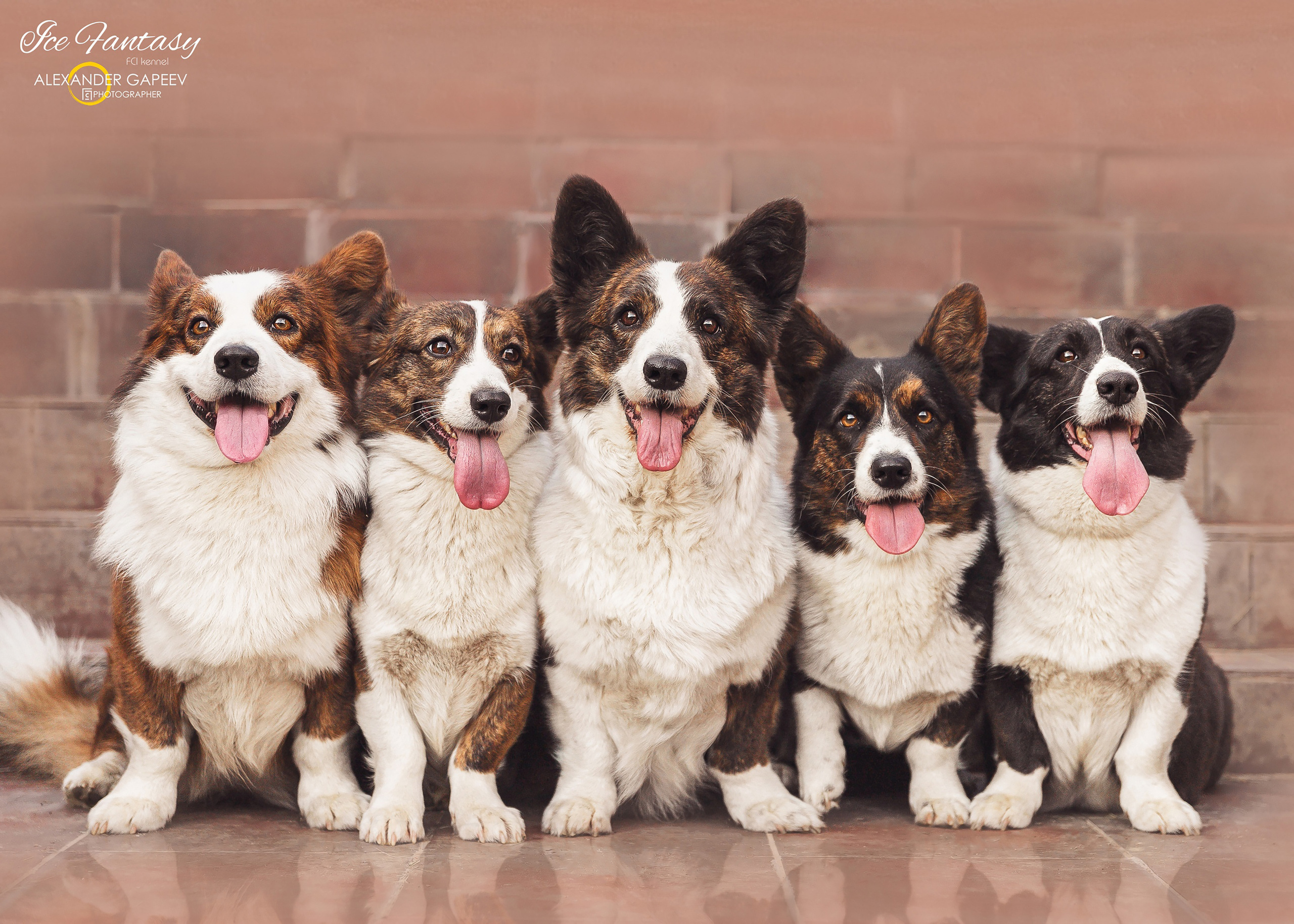 About us. Ice Fantasy kennel: professional breeding of Siberian huskies and wels