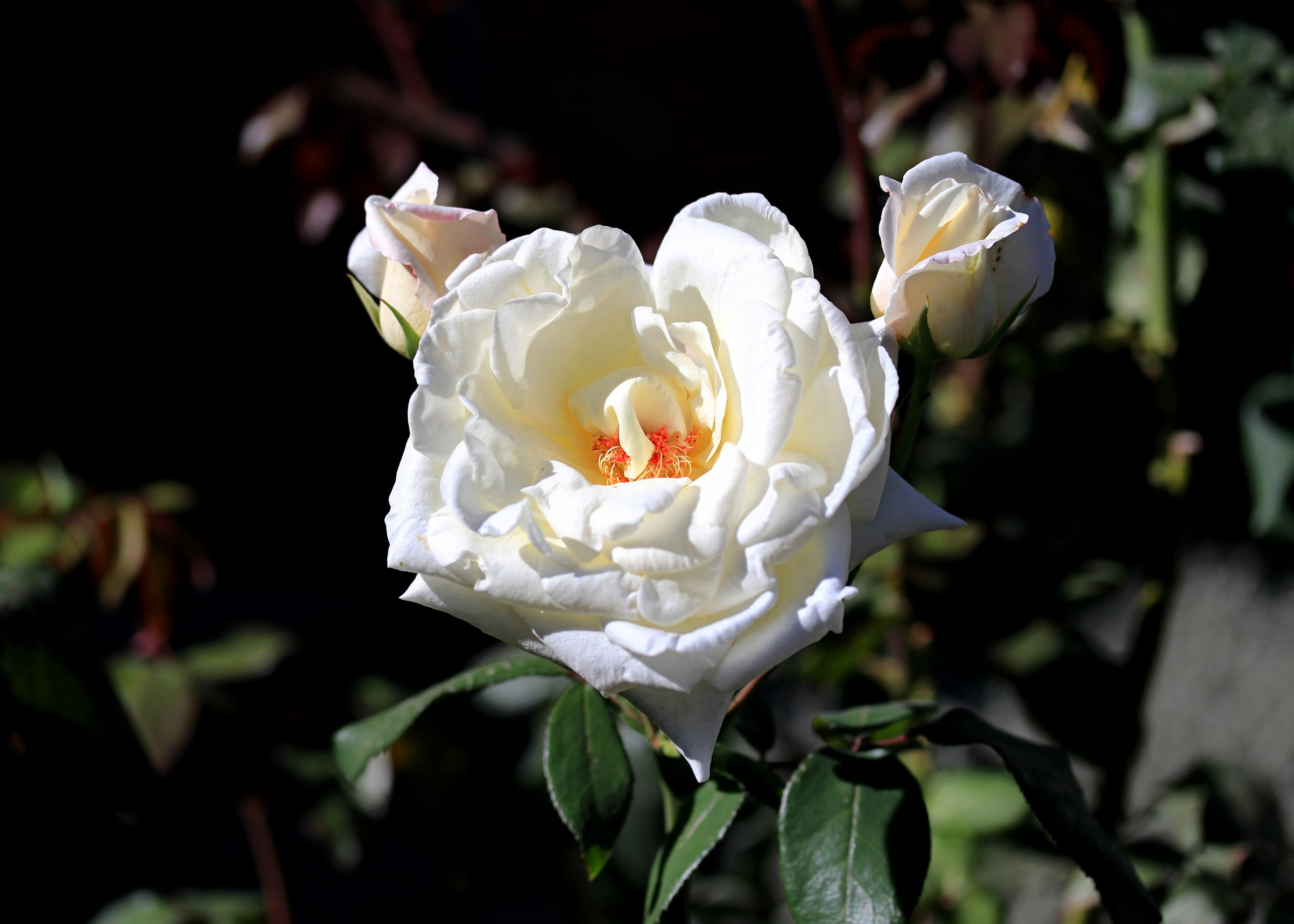 КЛИЕНТЫ Скачать проекты. Фото-художник и Репортажный фотограф Николаев Александр Алексеевич