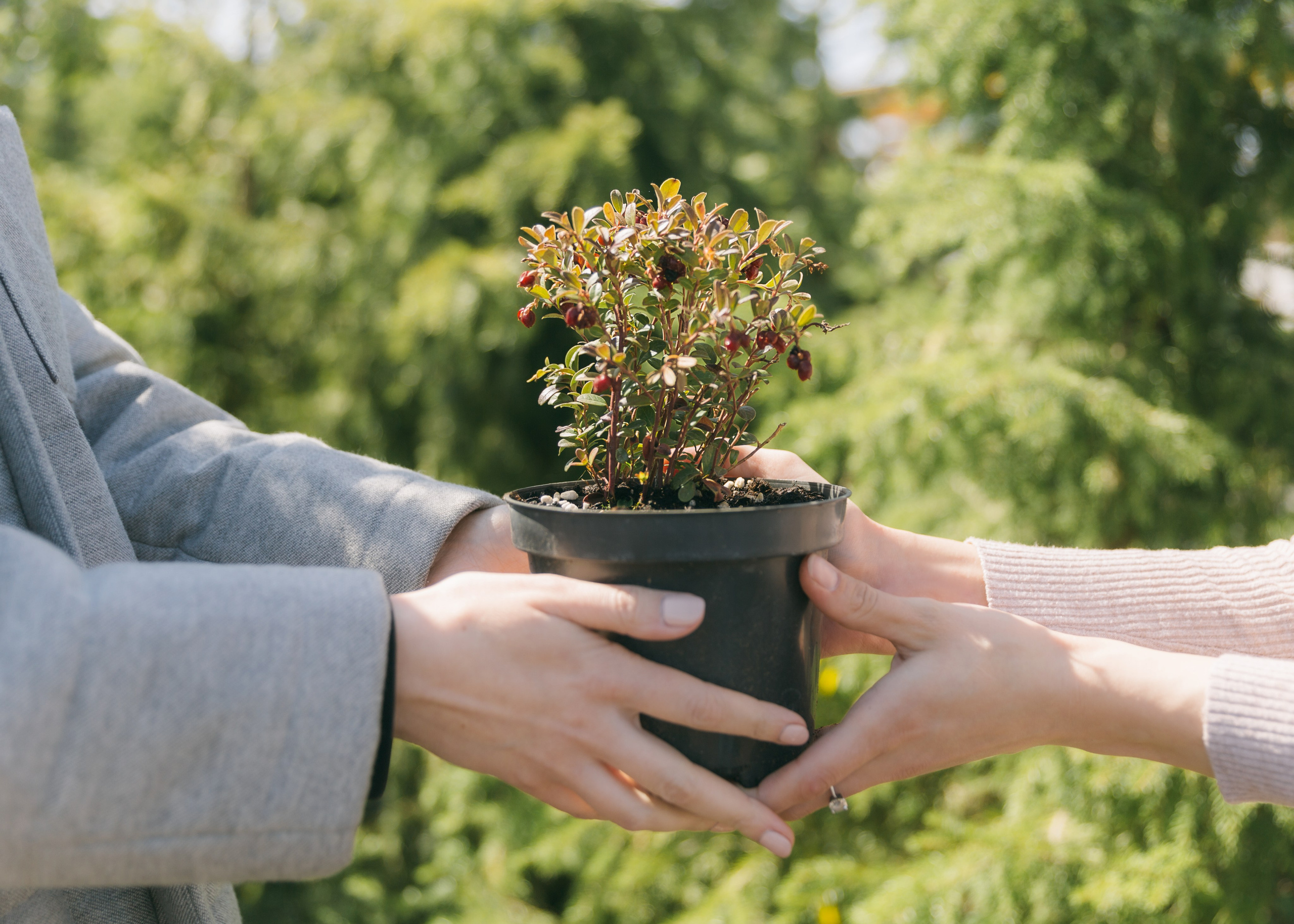 Фотосъемка для питомника растений «Алексеевская Дубрава» — кейс фотографа. Кристина Бирон — контент-креатор: Reels, фото/видео для бизнеса в СПб и Москве + AI-контент по РФ
