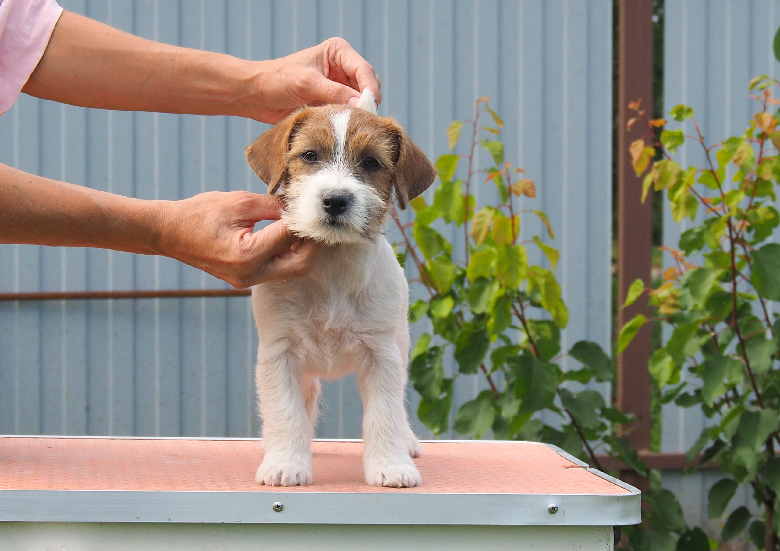 LITTER «S» 17/06/2023. CANE MAESTRO — kennel Jack Russell Terrier