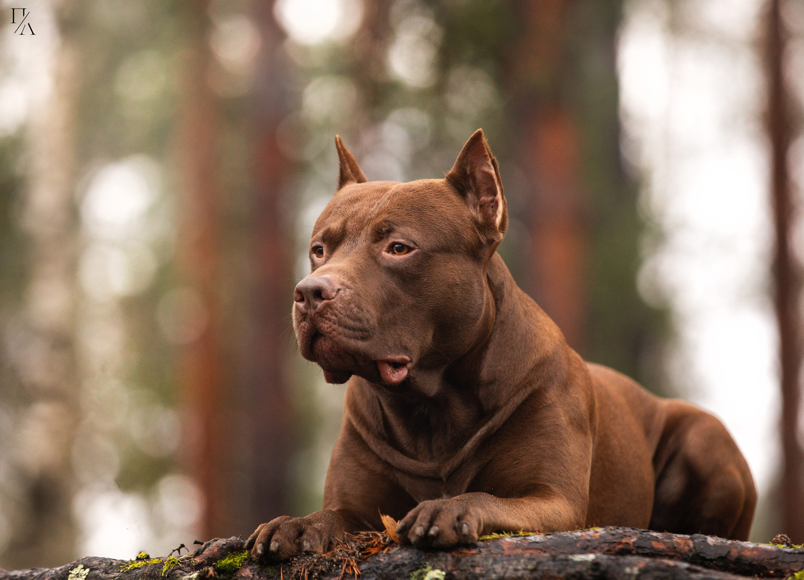 Услуги. Фотограф-анималист Павлова Любовь