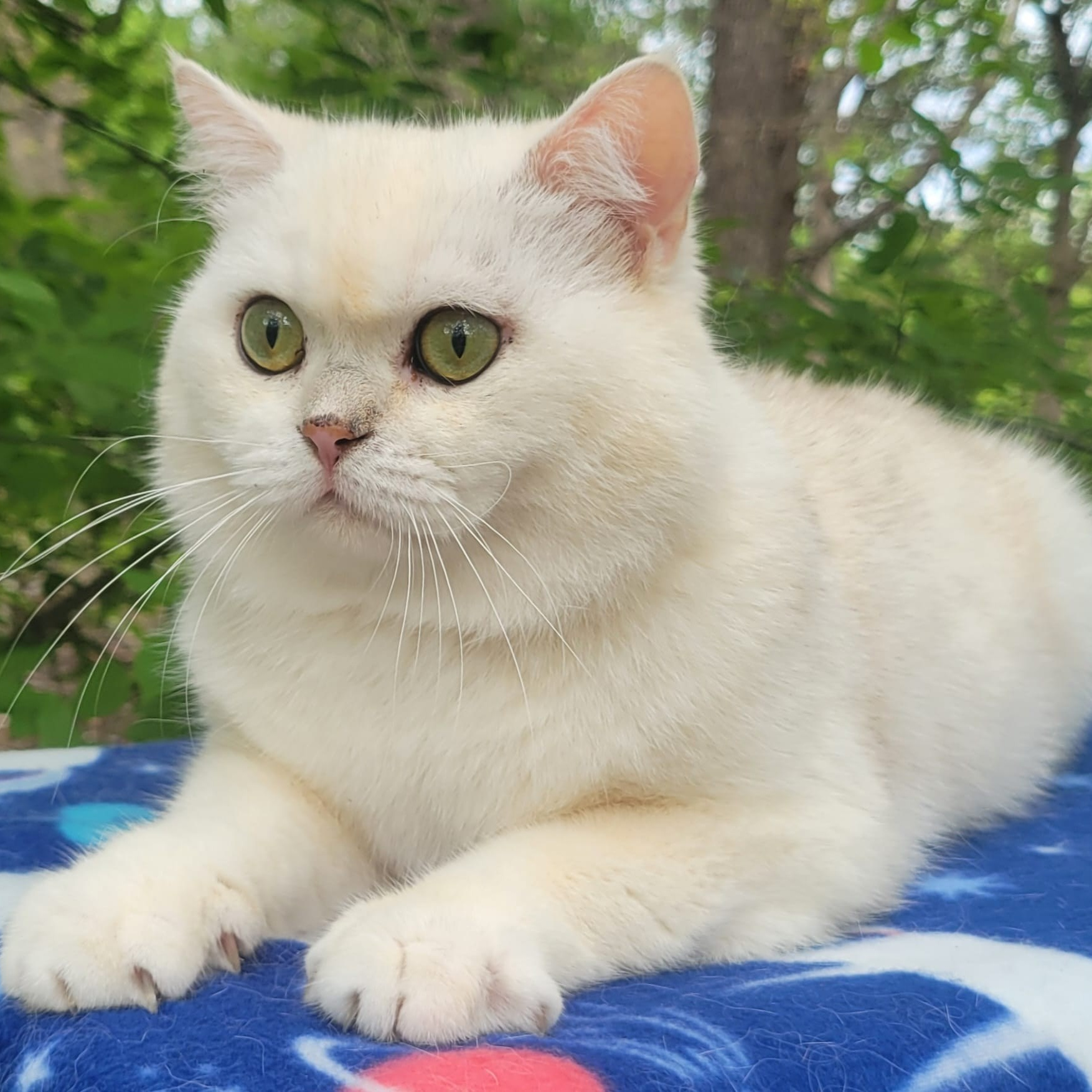 British shorhair Cats