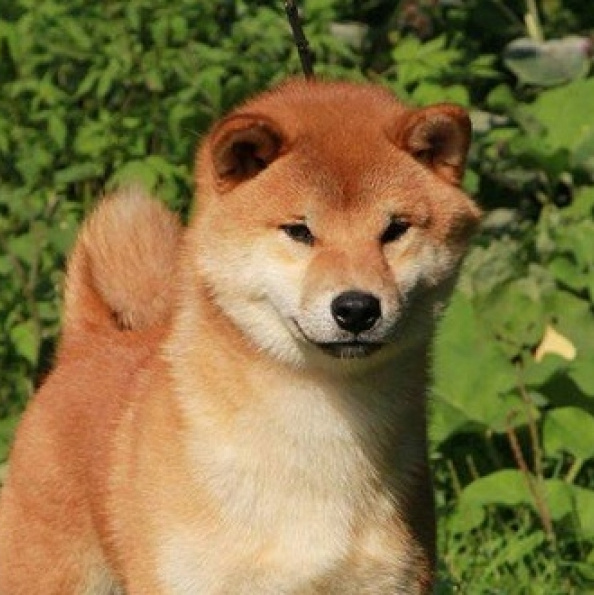 Dog show 2015. SHIOMARU Питомник сиба и акита-ину