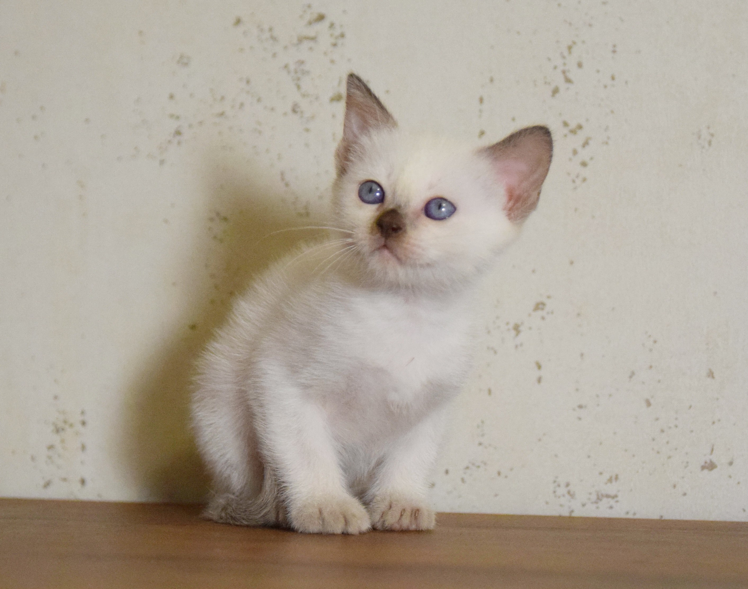 Котята. Питомник тайских кошек в Санкт-Петербурге Noyland