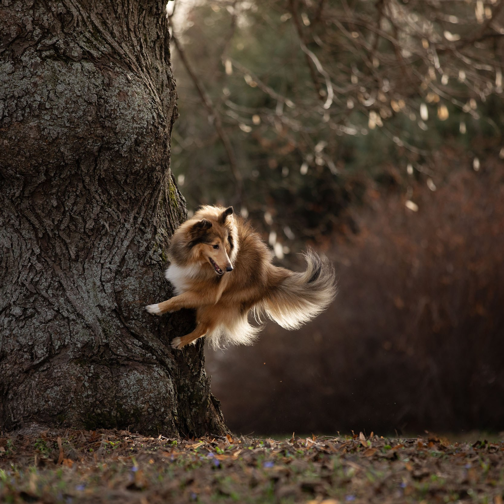 Стоимость фотопрогулки с собакой в Москве и области. Фотограф-анималист в Москве и Московской области Татьяна Фролова