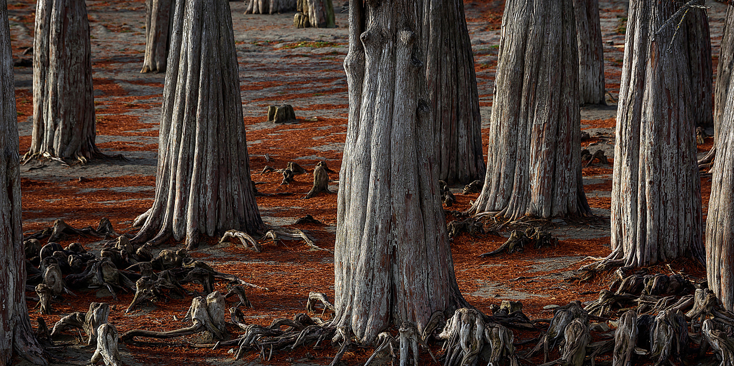 Работы, на дереве, холсте, стекле, которые можно приобрести. Яркие фото на Чёрном море