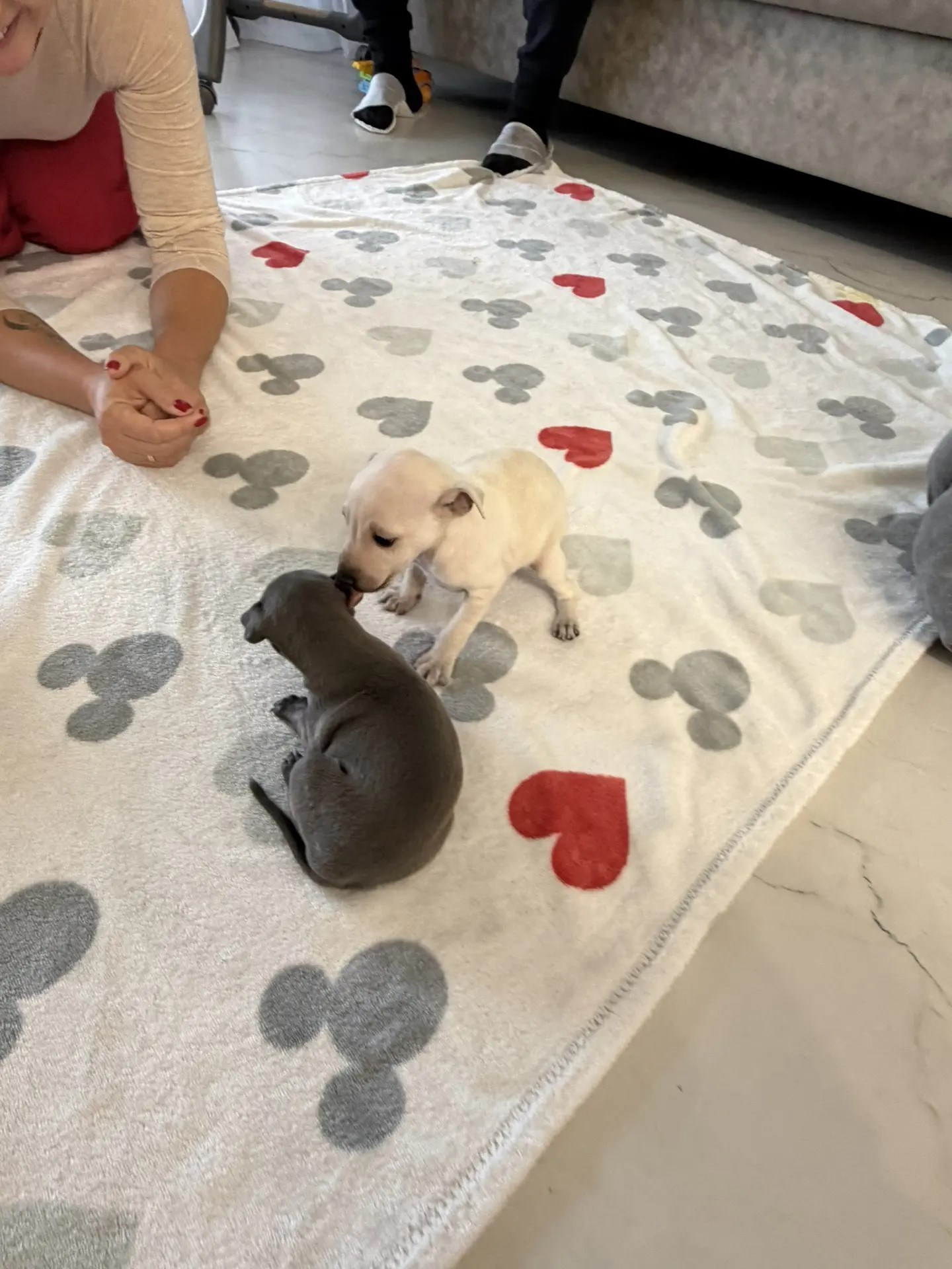 Сладкий сентябрь. Professional Italian Greyhound Kennel RKF/FCI ASTI SAPPHIRE 💎 Sochi|St. Petersburg
