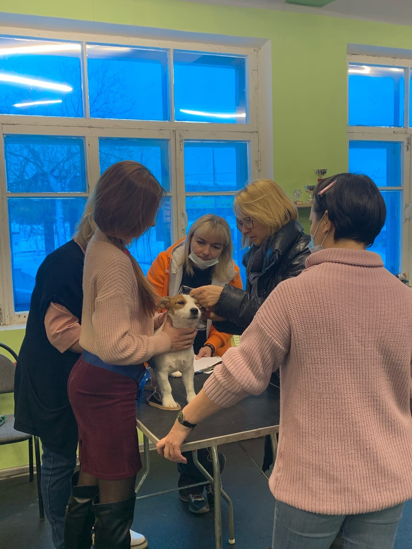 ПЛЕМЕННОЙ СМОТР- под экспертизой Судьи РКФ- FCI — Анны Власовой. НРОО КЦ "Собаковод"