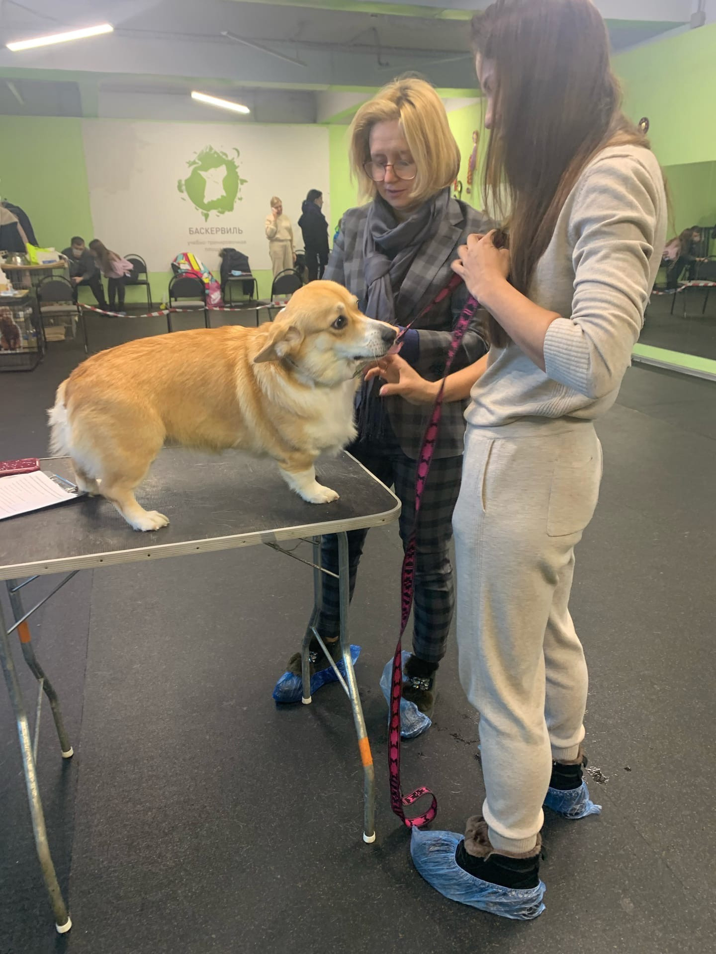 ПЛЕМЕННОЙ СМОТР- под экспертизой Судьи РКФ- FCI — Анны Власовой. НРОО КЦ "Собаковод"