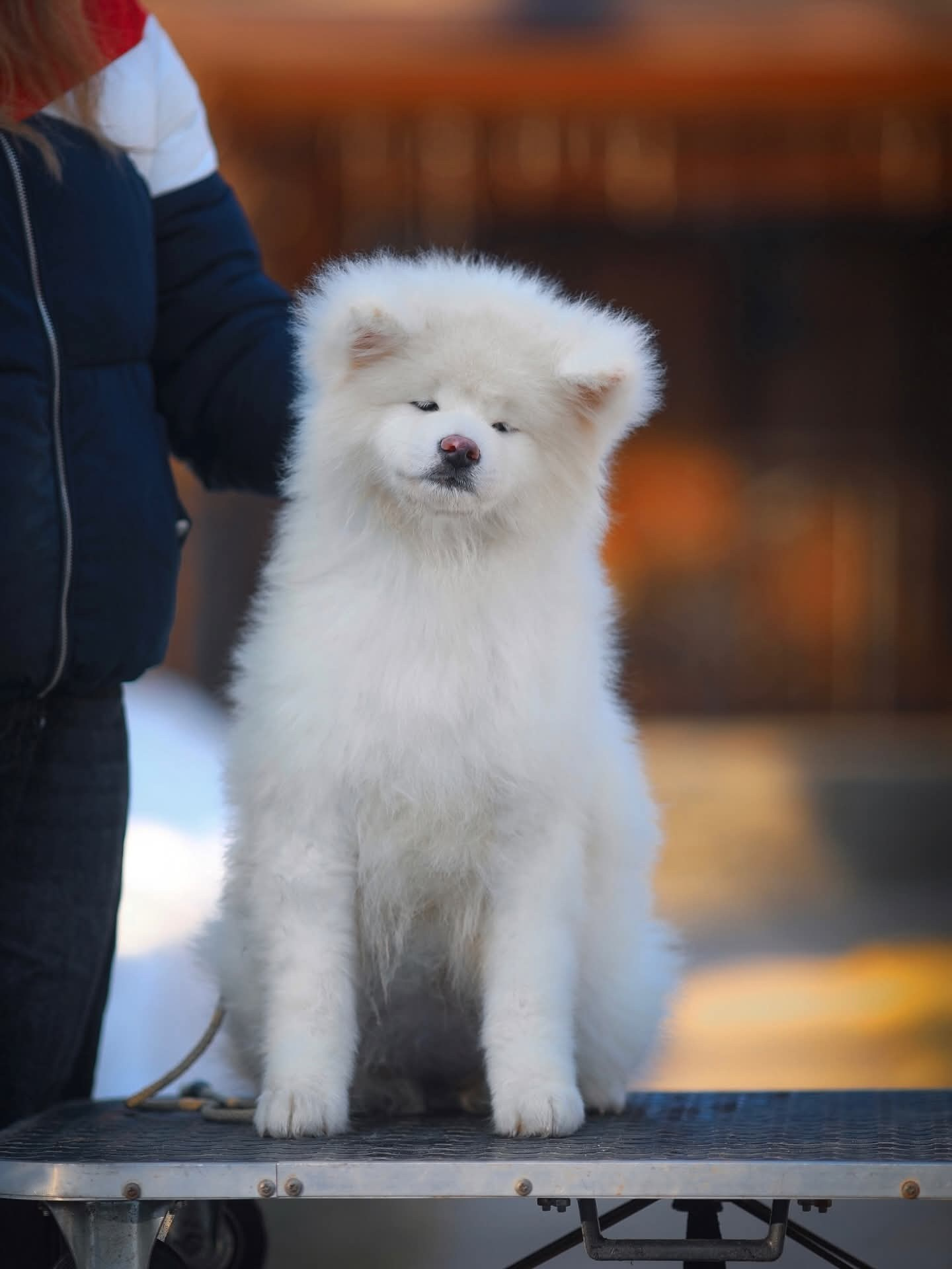 белая Акита 