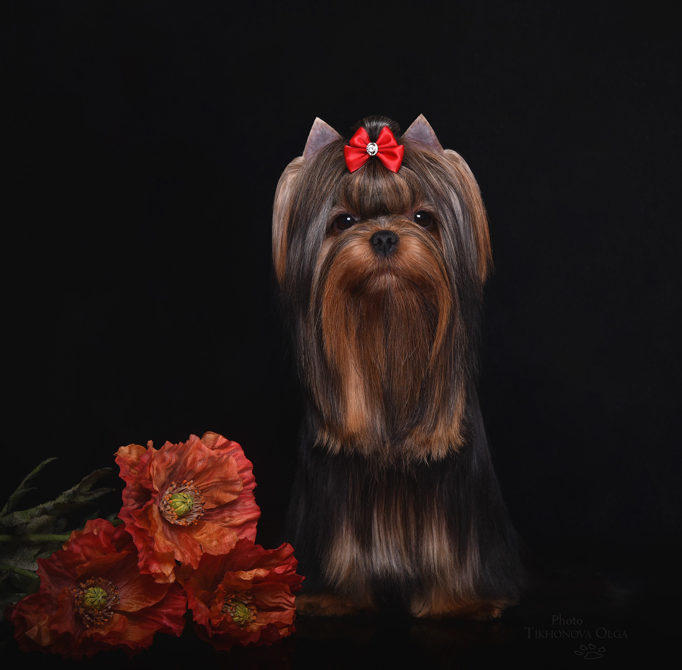 Дэнстайл Пиф. Питомник Йоркширских терьеров Дэнстайл в Санкт-Петербурге заводчик Тих