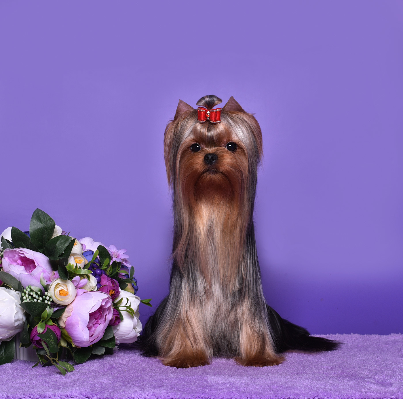 ДЭНСТАЙЛ ТИФАНИЯ. Питомник Йоркширских терьеров Дэнстайл в Санкт-Петербурге заводчик Тих