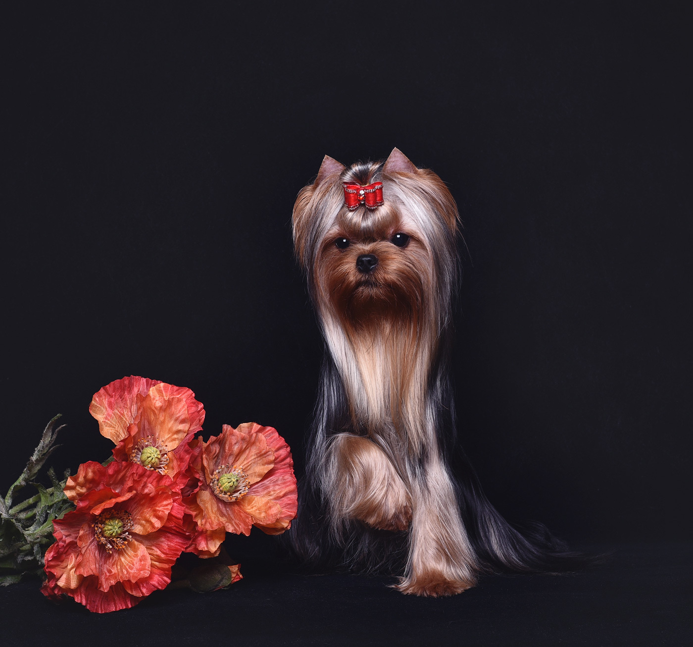 ДЭНСТАЙЛ ТИФАНИЯ. Питомник Йоркширских терьеров Дэнстайл в Санкт-Петербурге заводчик Тих